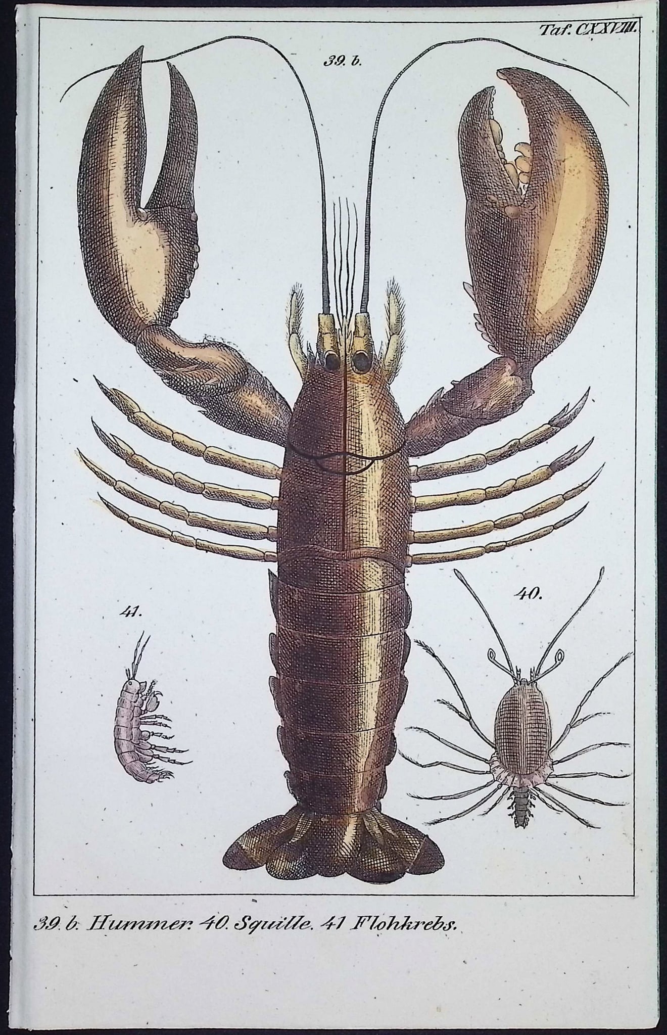 Reichenbach - Lobster. 128: This lovely natural history lithograph is Anton Benedict Reichenbach's Die Naturgeschichte in getreuen Abbildungen mit Detailer Beschreibung derselben. The work was published between 1831 and 1840