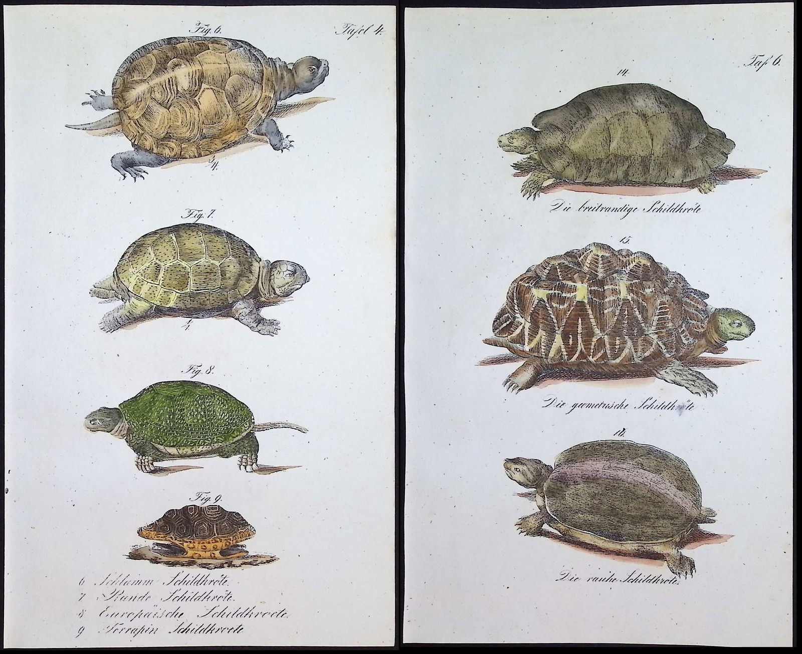 Reichenbach - 4 Turtle or Tortoise Lithographs: This lovely natural history lithograph is Anton Benedict Reichenbach's Die Naturgeschichte in getreuen Abbildungen mit Detailer Beschreibung derselben. The work was published between 1831 and 1840