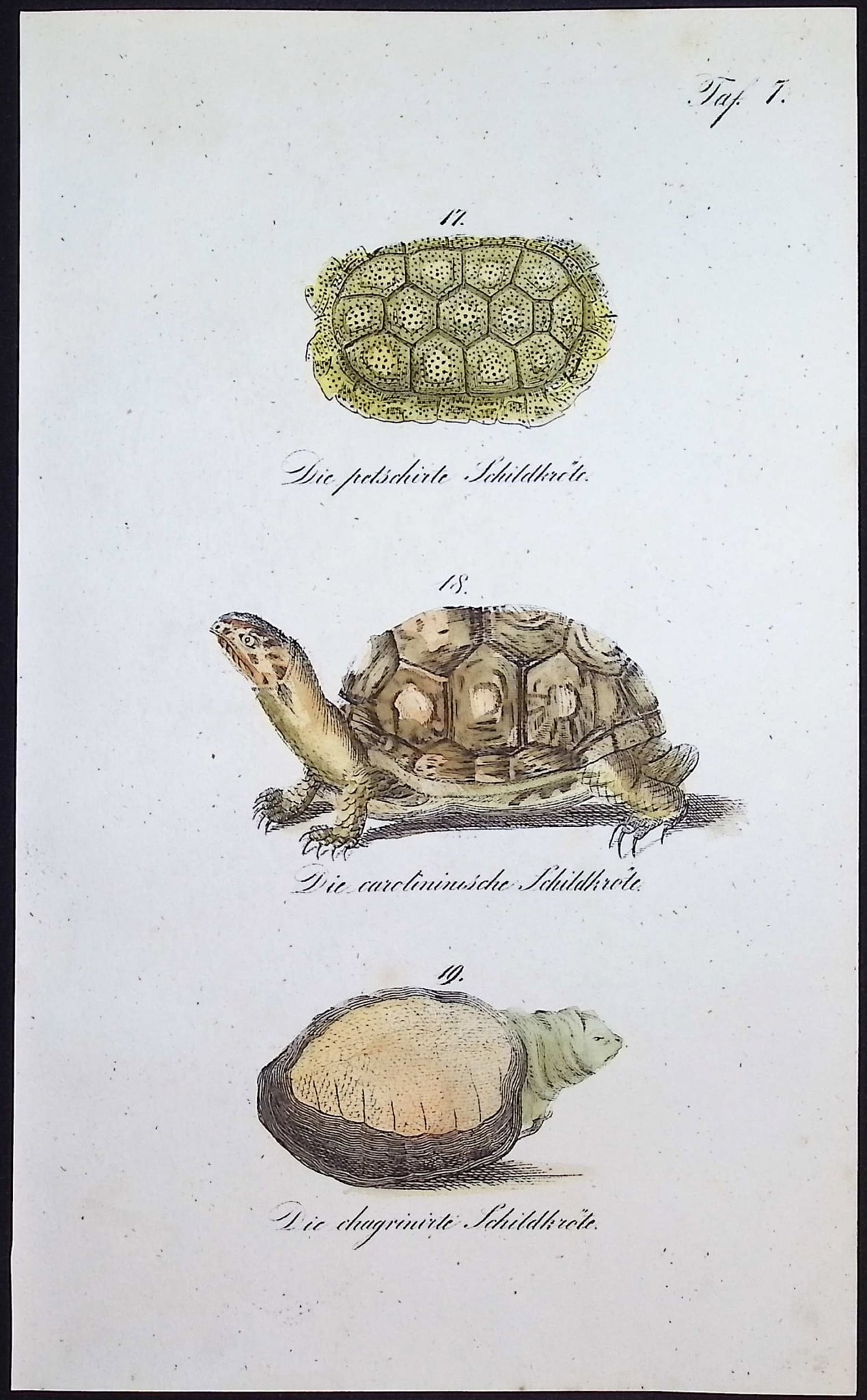 Reichenbach - 4 Turtle or Tortoise Lithographs - 2