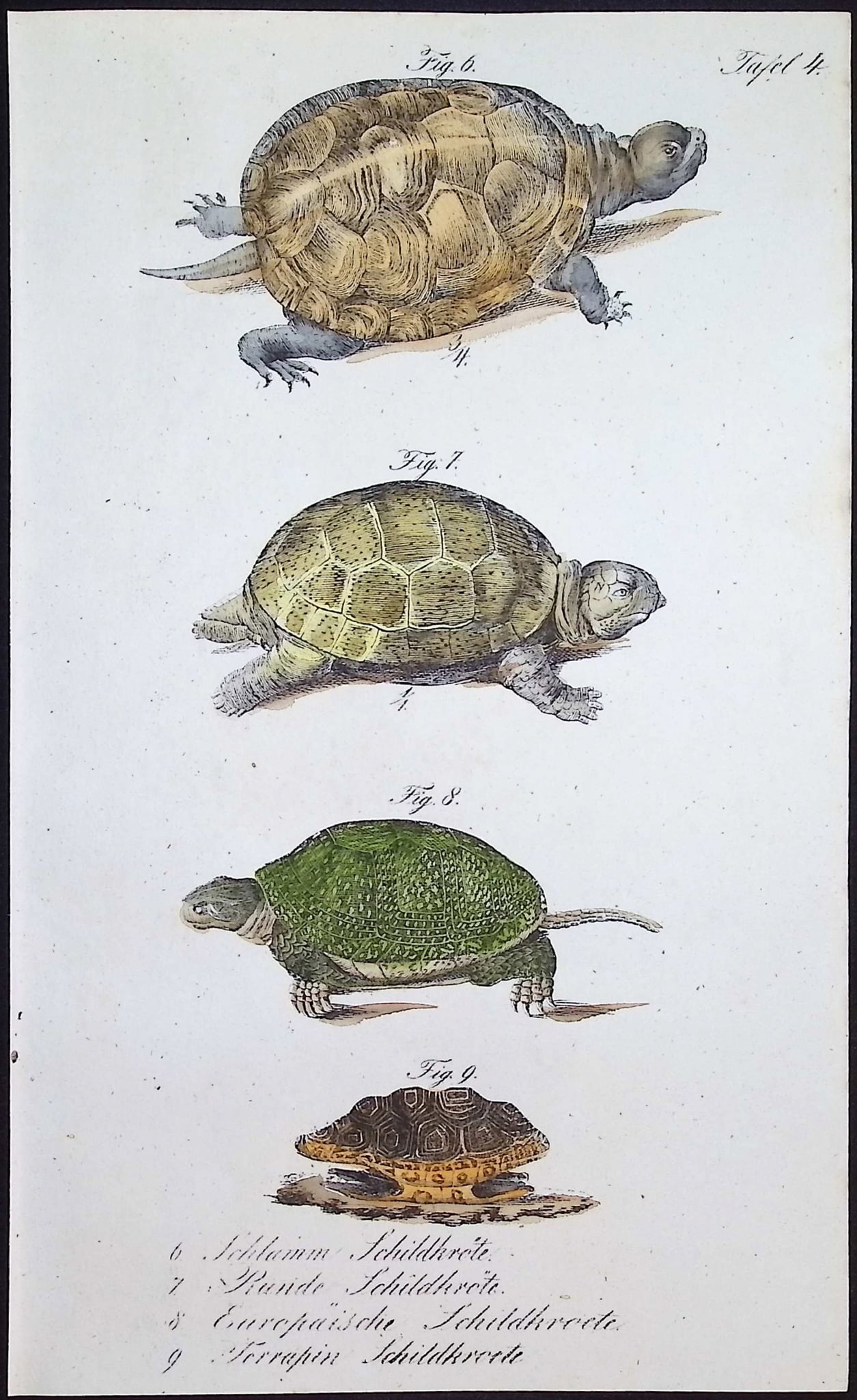 Reichenbach - 4 Turtle or Tortoise Lithographs - 4
