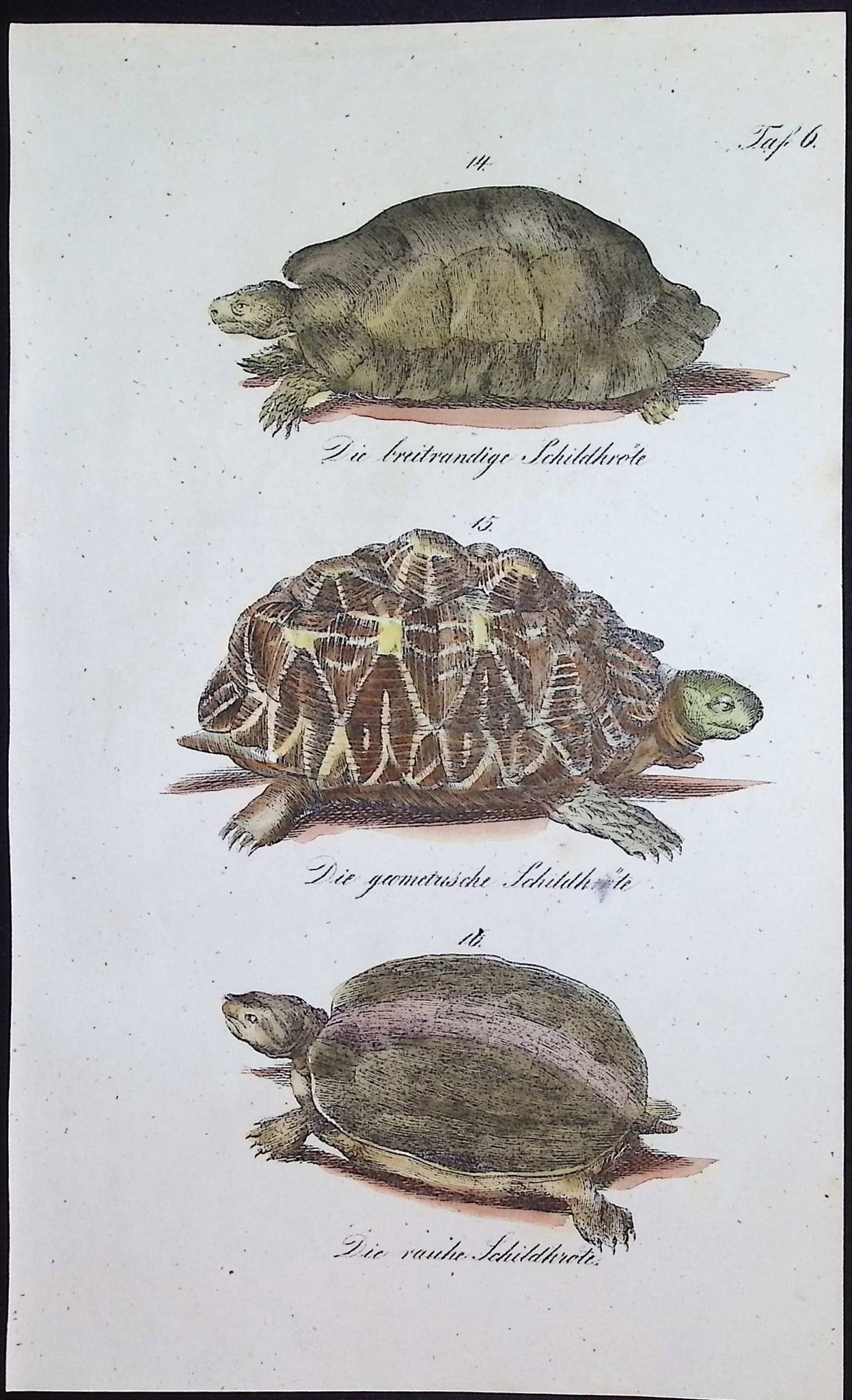 Reichenbach - 4 Turtle or Tortoise Lithographs - 5