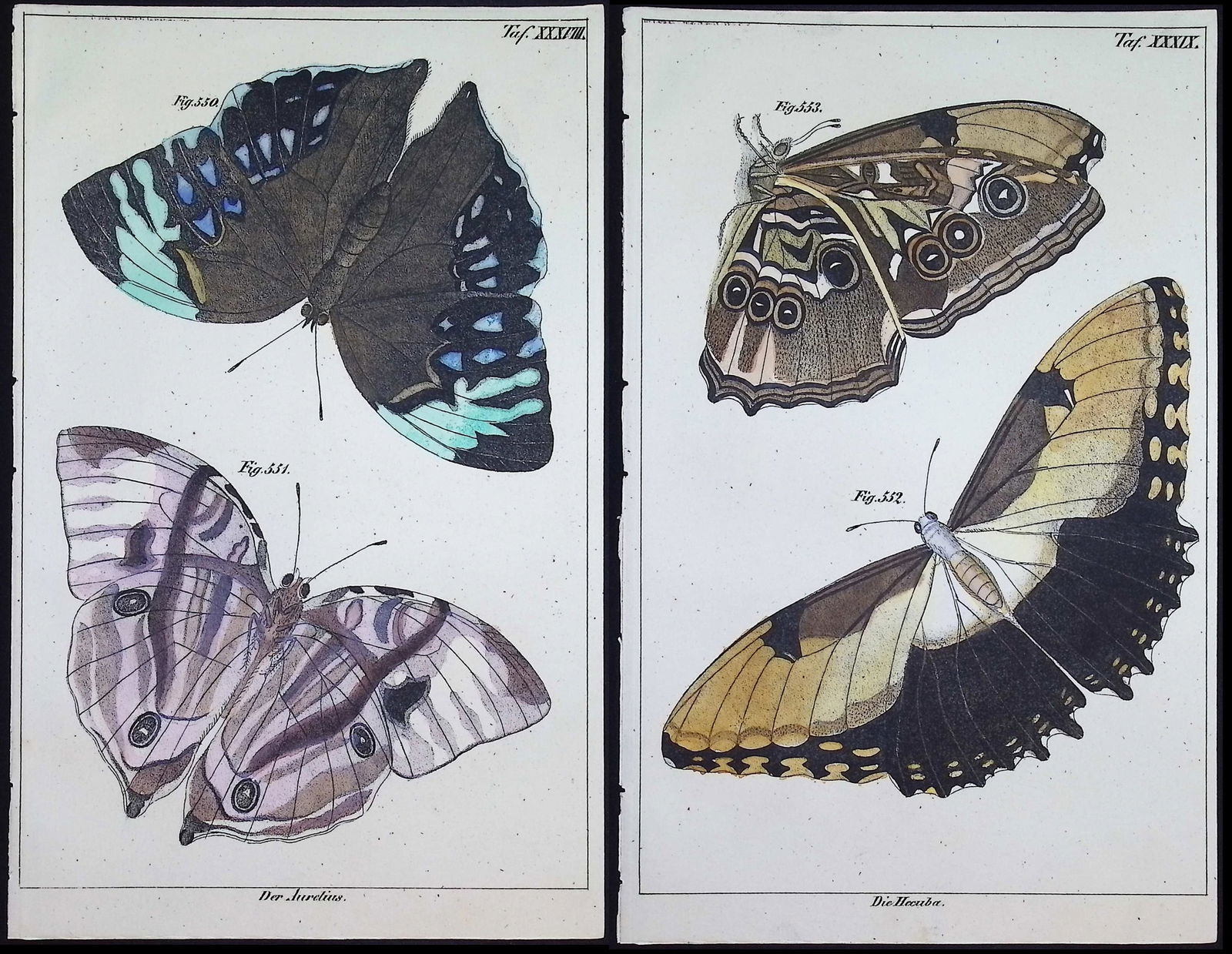 Reichenbach - 4 Butterfly Lithographs: This lovely natural history lithograph is Anton Benedict Reichenbach's Die Naturgeschichte in getreuen Abbildungen mit Detailer Beschreibung derselben. The work was published between 1831 and 1840