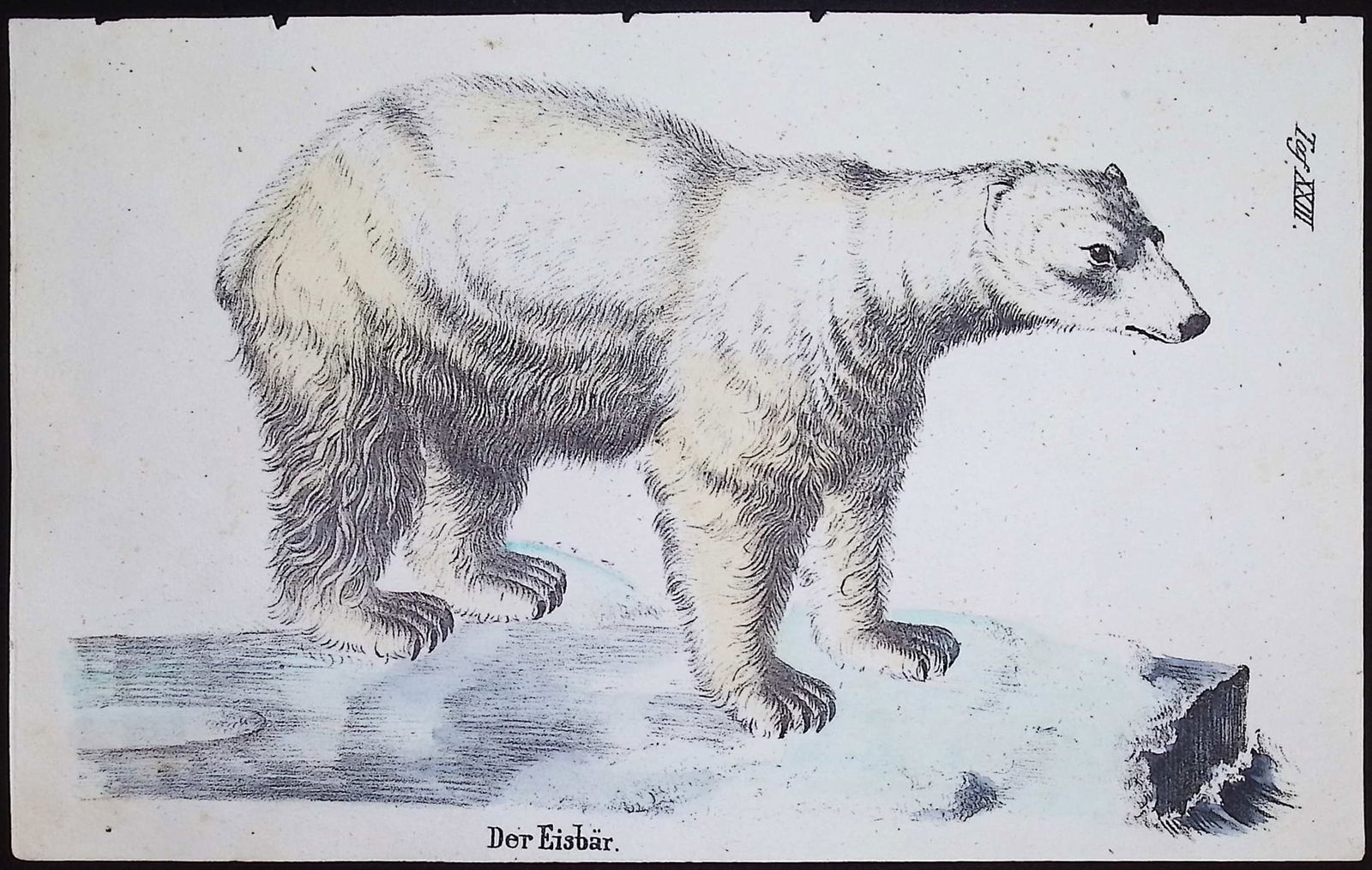 Reichenbach - Polar Bear. 23: This lovely natural history lithograph is Anton Benedict Reichenbach's Die Naturgeschichte in getreuen Abbildungen mit Detailer Beschreibung derselben. The work was published between 1831 and 1840
