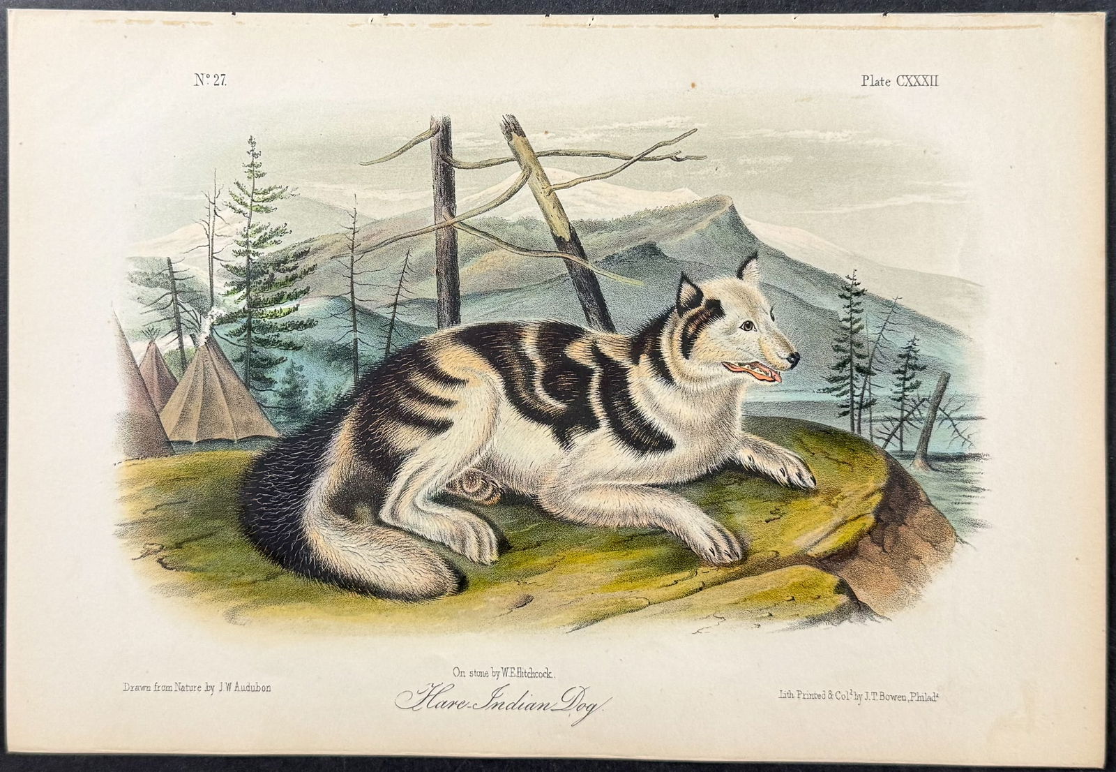 Audubon - Hare Indian Dog. 132: This octavo lithograph is from John James Audubon's The Quadrupeds of North America. The work was published in New York between 1849 and 1854. Quadrupeds was Audubon's final great natural history work