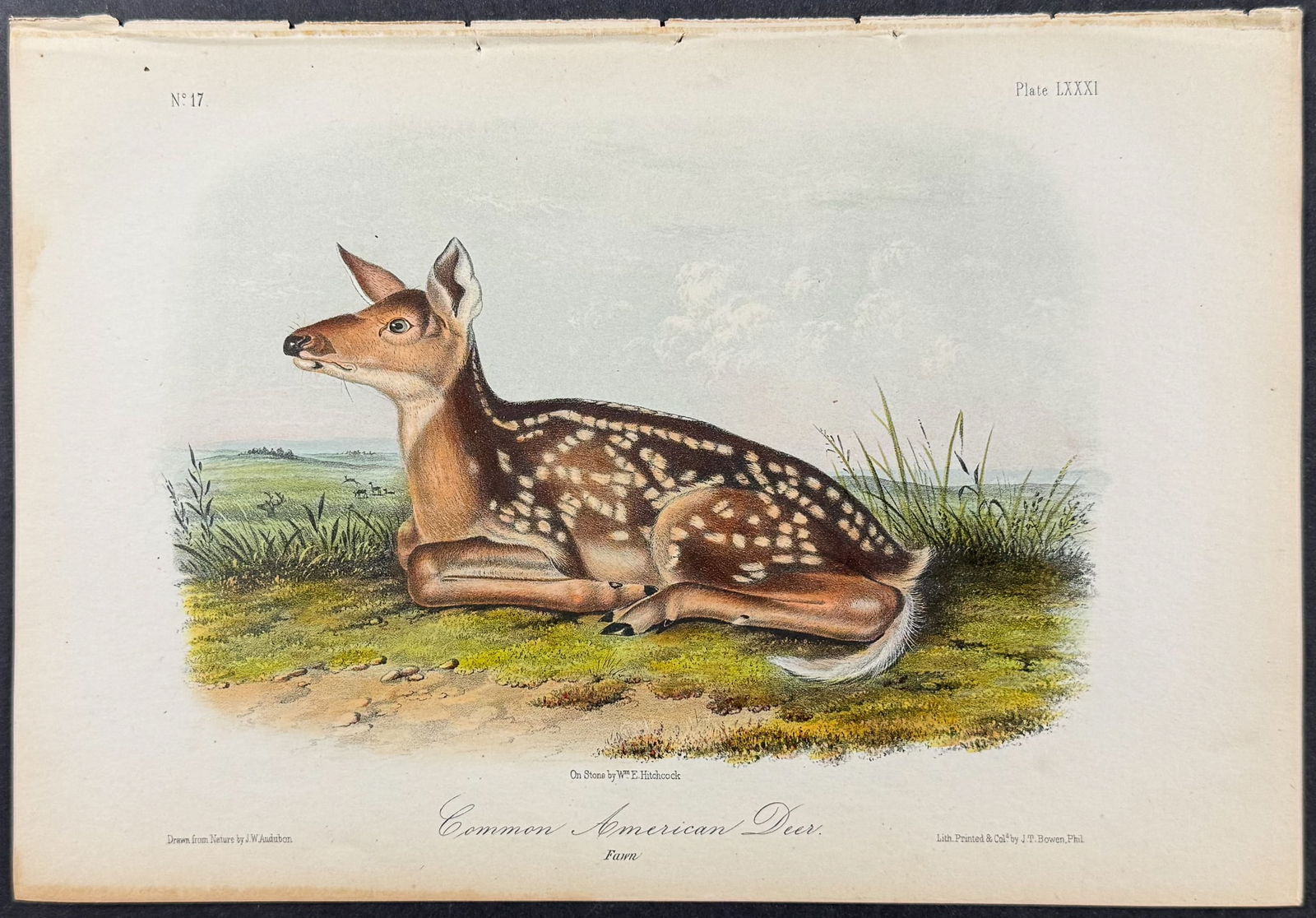 Audubon - Common American Deer. 81: This octavo lithograph is from John James Audubon's The Quadrupeds of North America. The work was published in New York between 1849 and 1854. Quadrupeds was Audubon's final great natural history work
