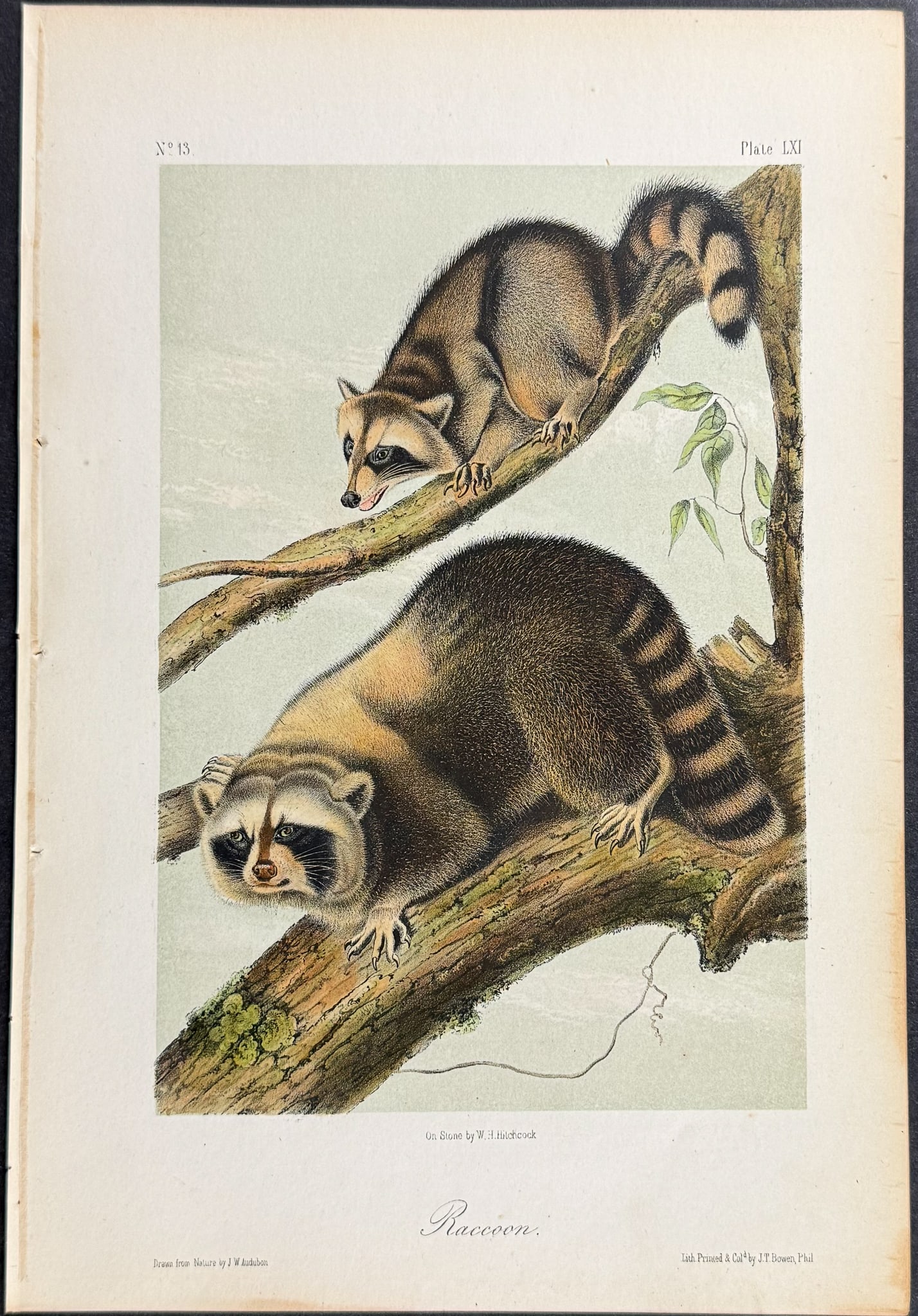 Audubon - Raccoon. 61: This octavo lithograph is from John James Audubon's The Quadrupeds of North America. The work was published in New York between 1849 and 1854. Quadrupeds was Audubon's final great natural history work