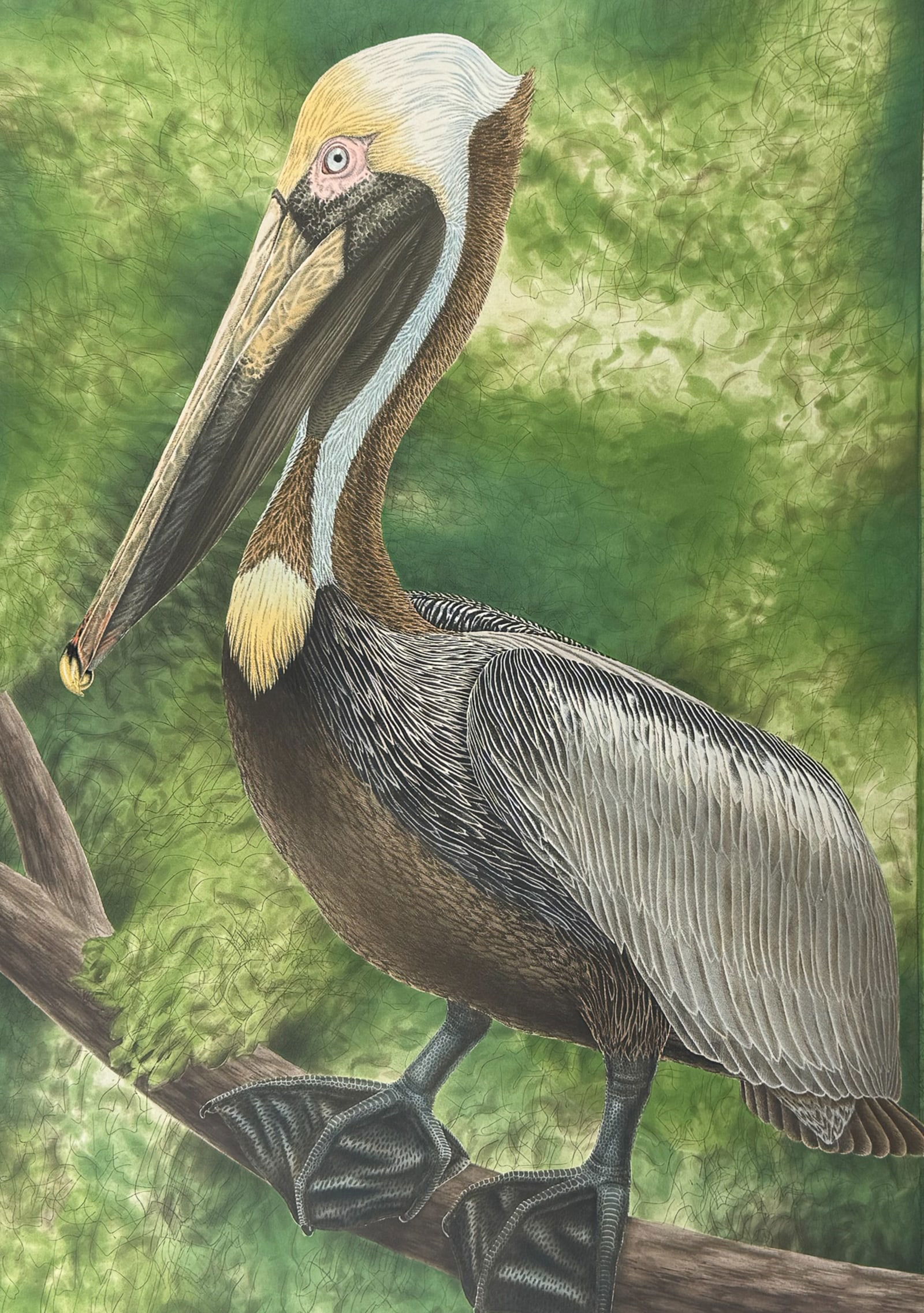 Costin, Signed, Elephant Folio - Pelican: This lovely elephant folio etching of a Brown Pelican is by John Costin. Costin signed the etching in pencil at the lower right. It is numbered 231/250 in the lower mid-margin. Paper Size: ~ 28"