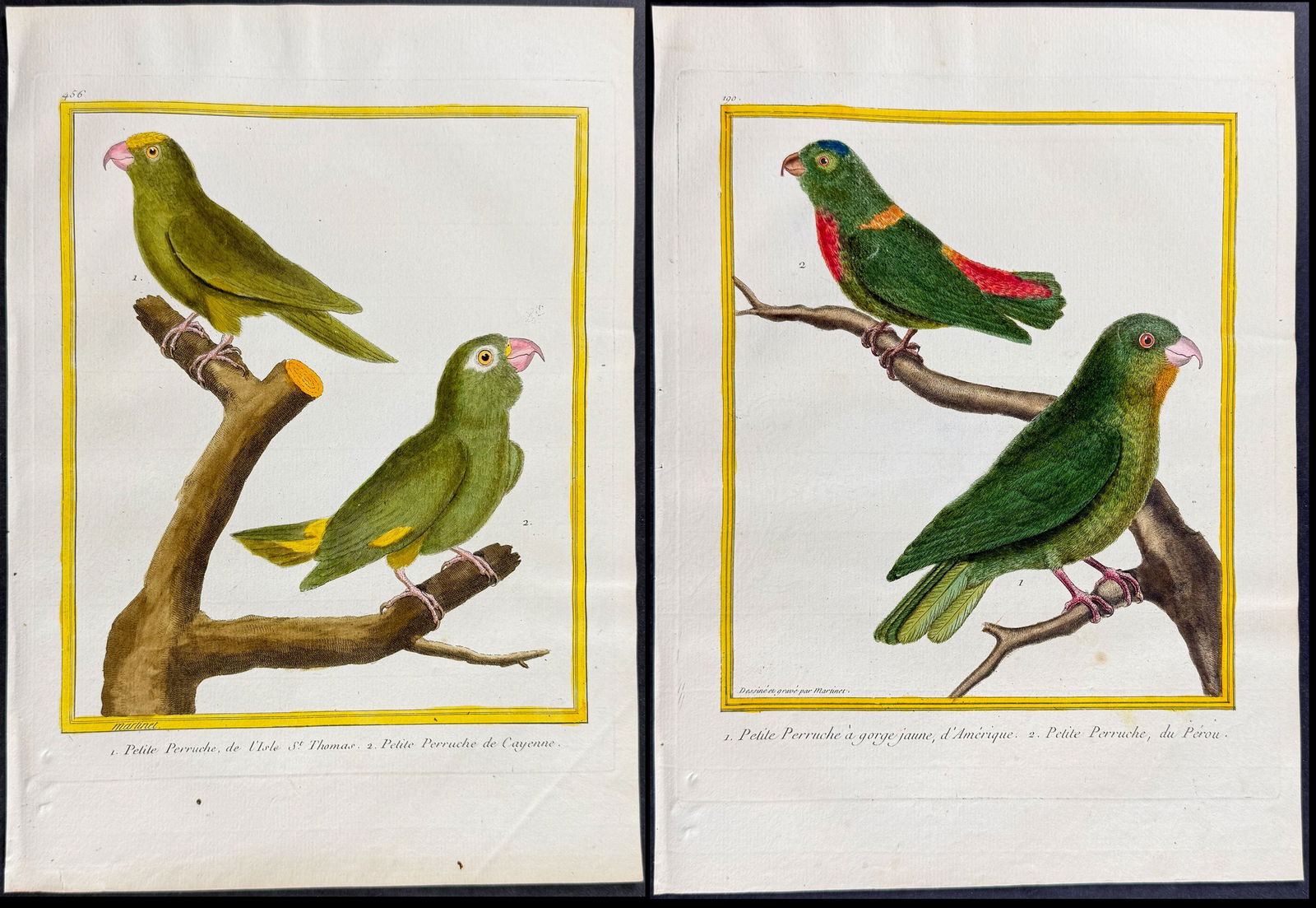 Martinet & Buffon - 4 Parrot Engravings (1 of 5)