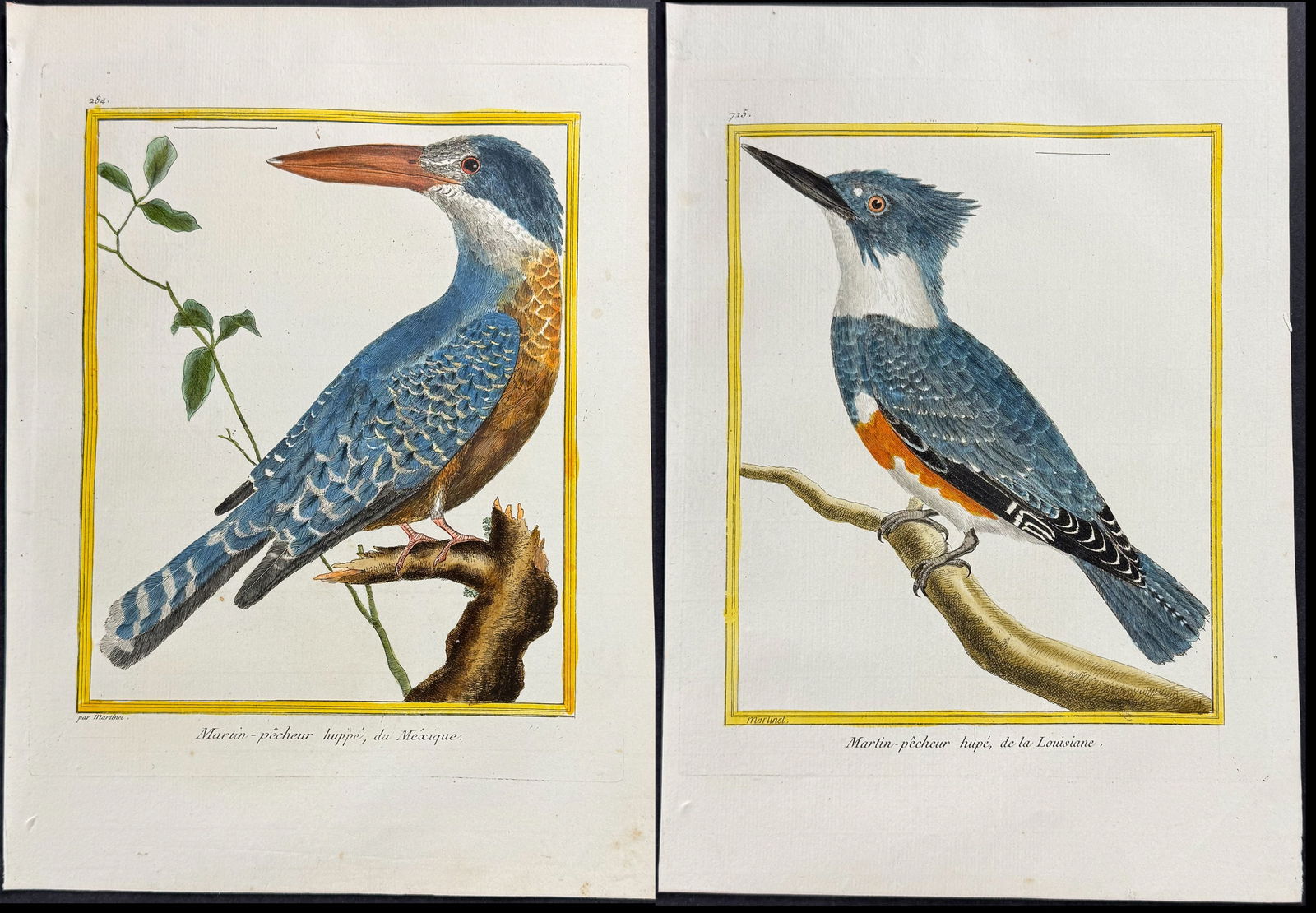 Martinet & Buffon - 3 Kingfisher Engravings (1 of 4)