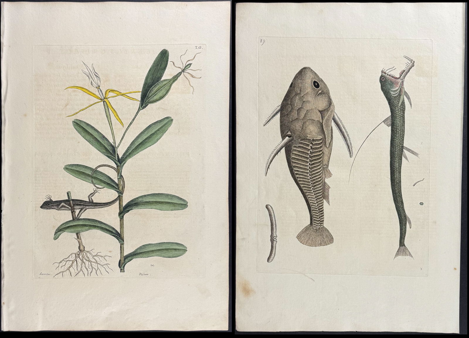 Catesby, First Ed - Pair of Lizard & Fish Engravings: Included in this lot: Lion Lizard with Bahaman Orchid. 2-68 Viper Mouth & Gamora Fish. Sup-19 Description of the work: We are pleased to offer this folio engraving from Mark Catesby?s The Natural