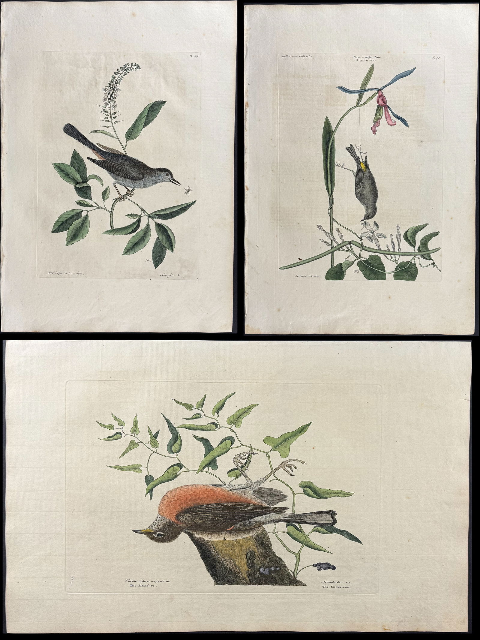 Catesby, First Ed - 3 Bird Engravings: Included in this lot: Fieldfare of Carolina with Snake Root of Virginia. 1-29 Yellow Rump with Lilly leaved Hellebore & Dog's Bane. 1-58 Cat Bird. 1-66 Description of the work: We are pleased to