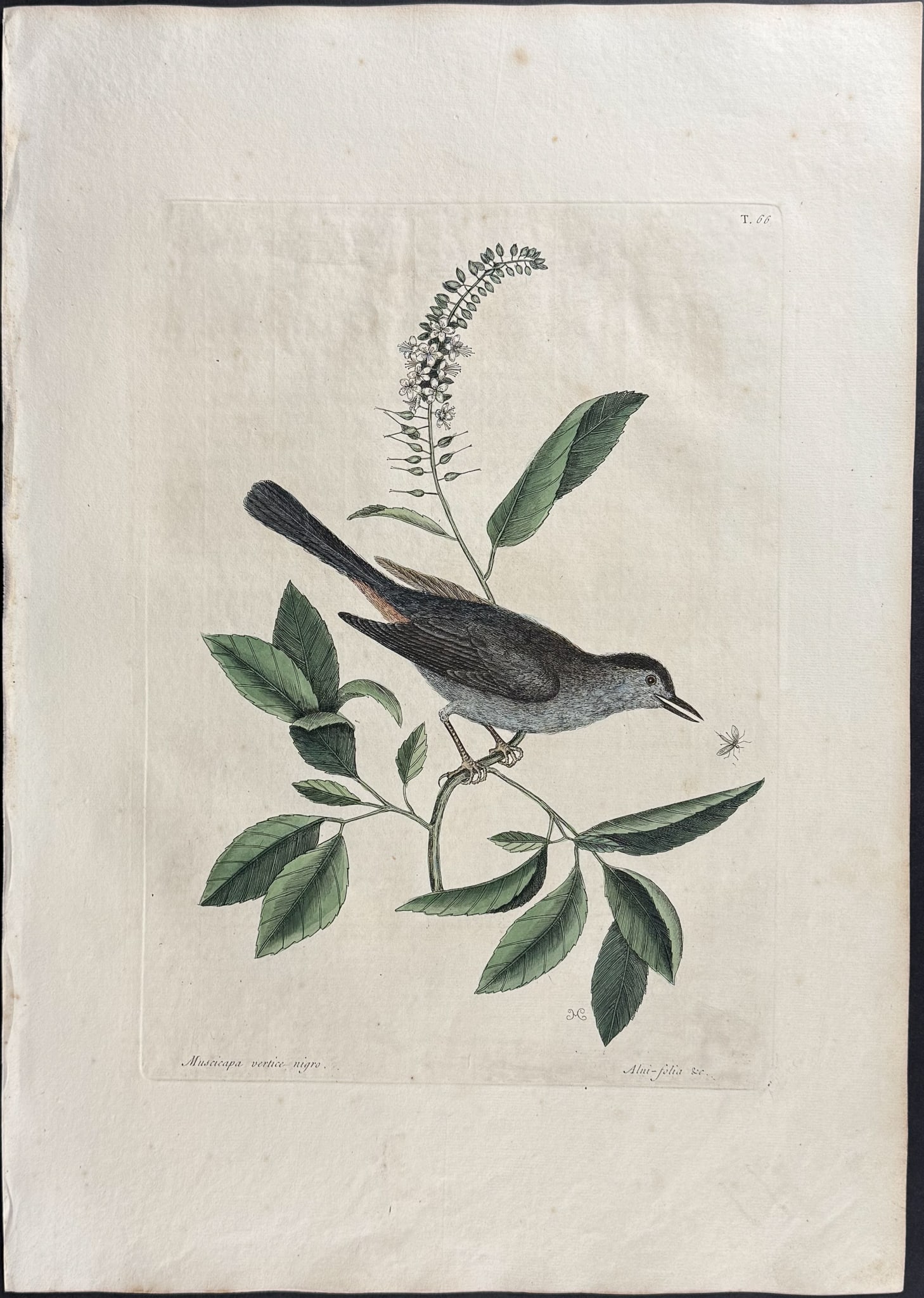 Catesby, First Ed - 3 Bird Engravings - 2