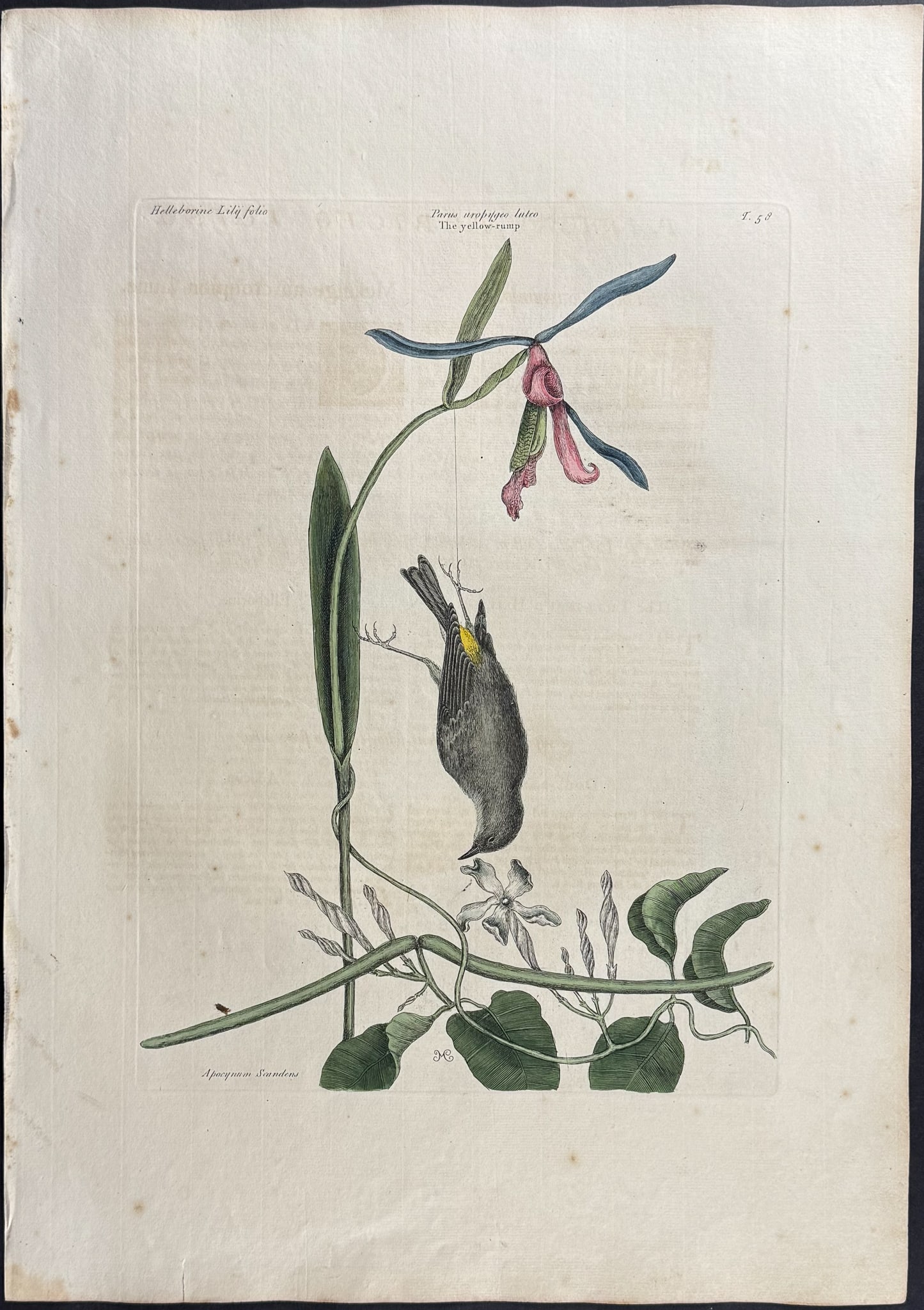 Catesby, First Ed - 3 Bird Engravings - 3