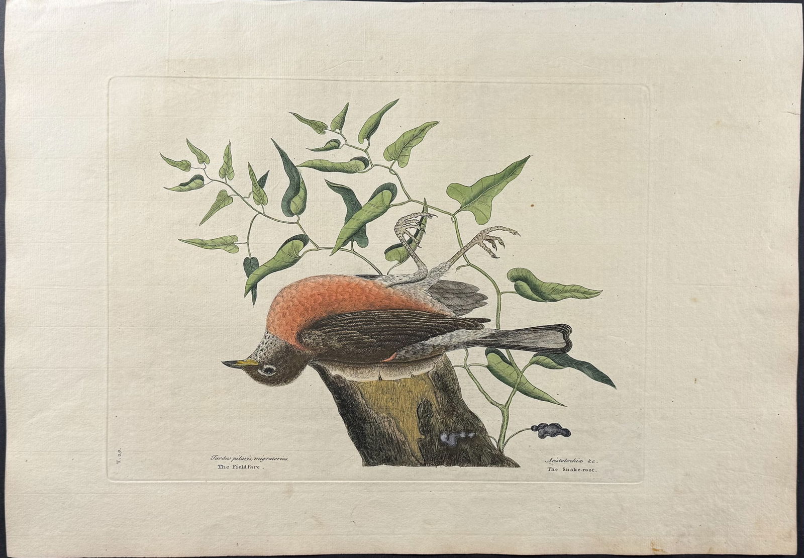 Catesby, First Ed - 3 Bird Engravings - 4