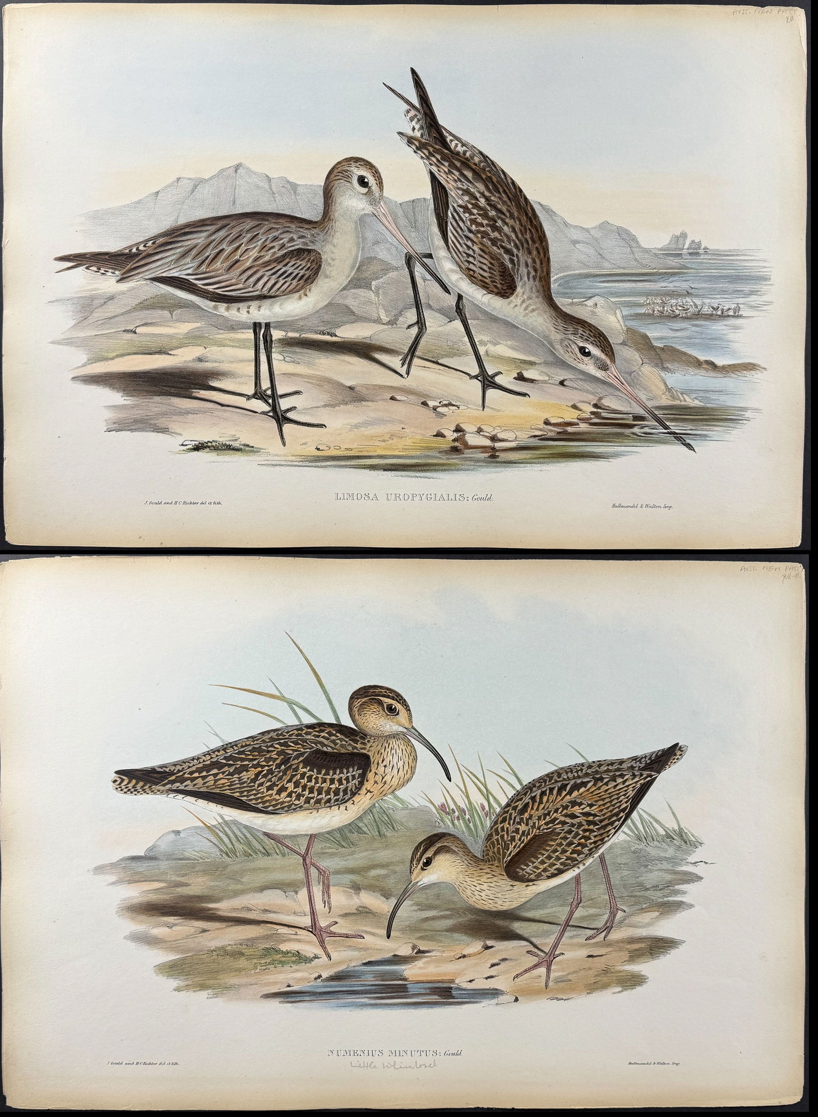 Gould, Asia - Pair of Bird Lithographs: Godwit & Whimbrel: Included in this lot: Barred-rumped Godwit [Limosas Uropygialis] Little Whimbrel or Little Curlew [Numenius Minutus] Description of the work: This remarkable ornithology lithograph with