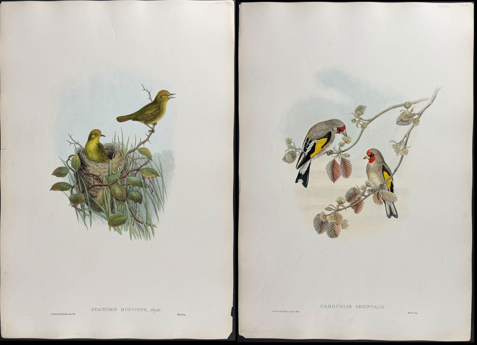 Gould, Asia - 4 Bird Lithographs: Pinktail, Rosefinch, Babbler, & Goldfinch: Included in this lot: Przevalski's Pinktail [Urocynchramus Pylzowi] Long-tailed Rosefinch [Uragus Sibiricus] Rufous-capped Babbler [Stachyris Ruficeps European Goldfinch [Carduelis Orientalis] 