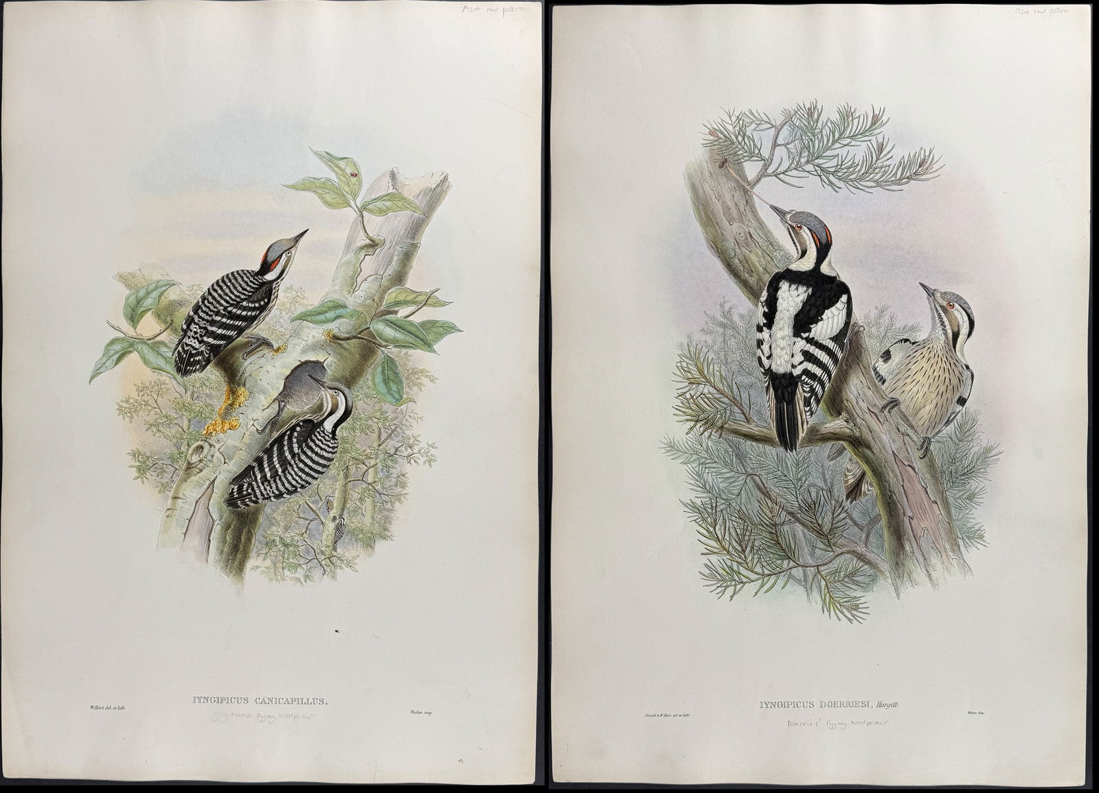 Gould, Asia - Pair of Woodpecker Lithographs: Included in this lot: Grey-headed Pygmy Woodpecker [Iyngipicus Canicapillus] Doerries' Pygmy Woodpecker [Iyngipicus Doerriesi] Description of the work: This remarkable ornithology lithograph with