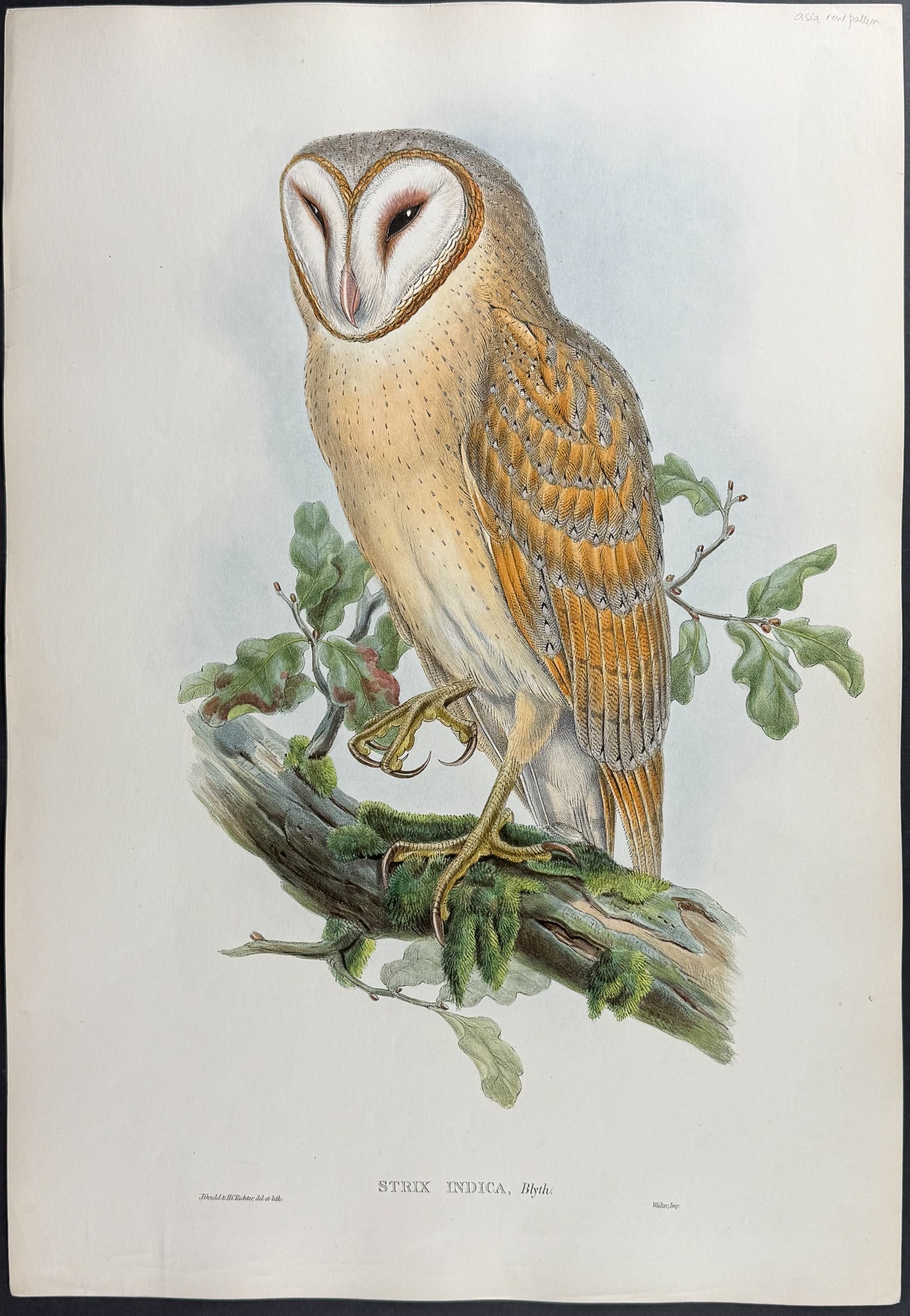 Gould, Asia - Indian Screech Owl [Strix Indica]: This remarkable ornithology lithograph with hand-finished color is from the esteemed John Gould?s Birds of Asia published in London between 1850 and 1883. Henry Sotheran & Co purchased all of the