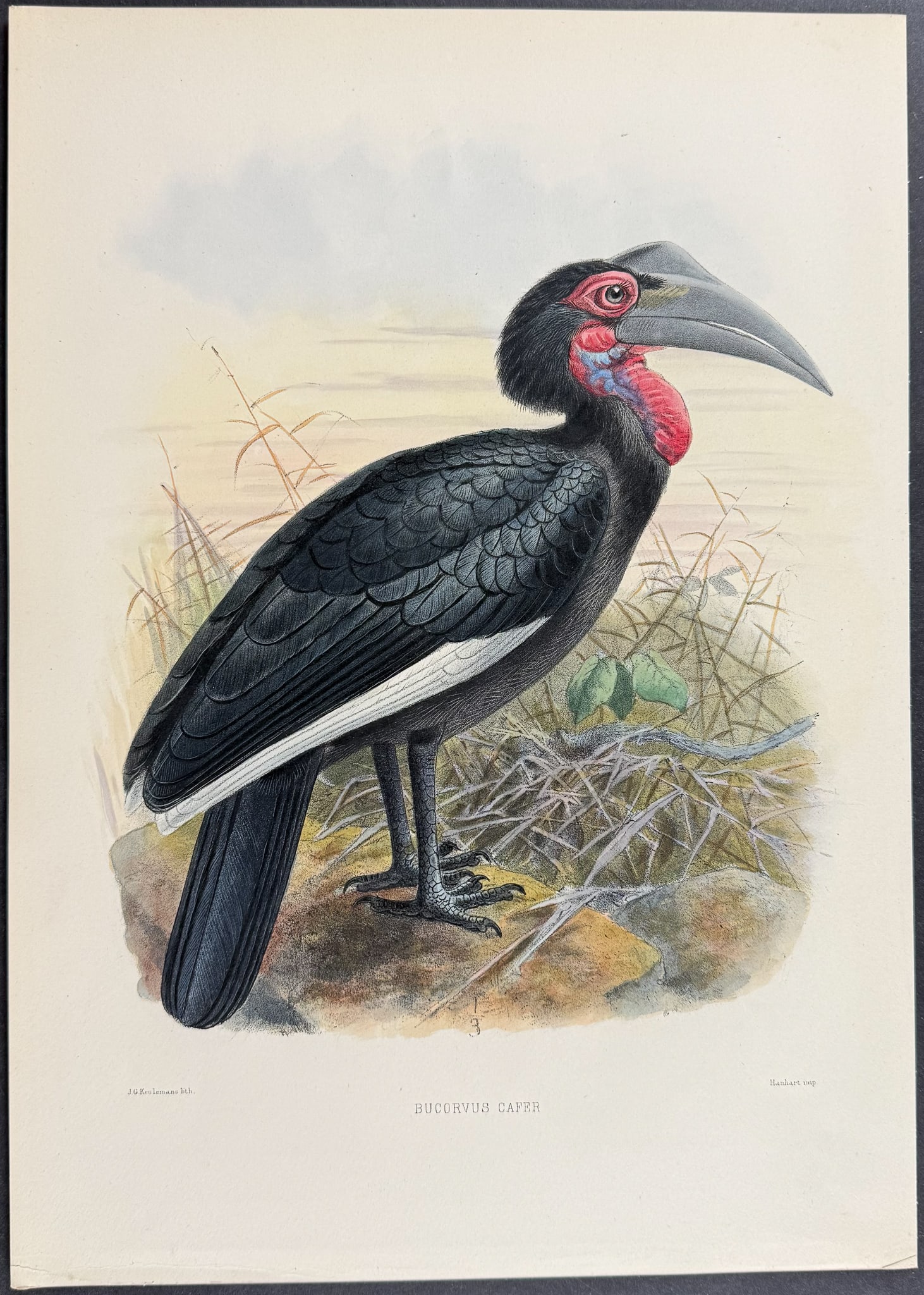 Elliot & Keulemans - Cafer Ground Hornbill: This beautiful hornbill lithograph is from Daniel Giraud Elliot's A Monograph of the Bucerotidae, or Family of the Hornbills. The work was published in New York by Taylor & Francis of London between
