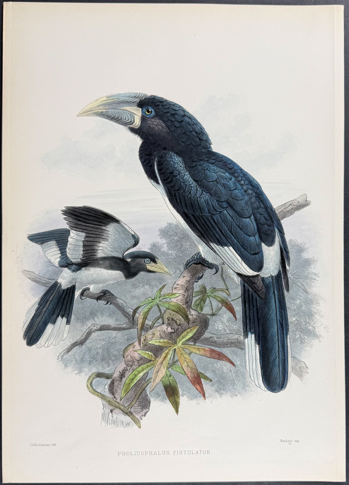 Elliot & Keulemans - Cassin's Hornbill: This beautiful hornbill lithograph is from Daniel Giraud Elliot's A Monograph of the Bucerotidae, or Family of the Hornbills. The work was published in New York by Taylor & Francis of London between