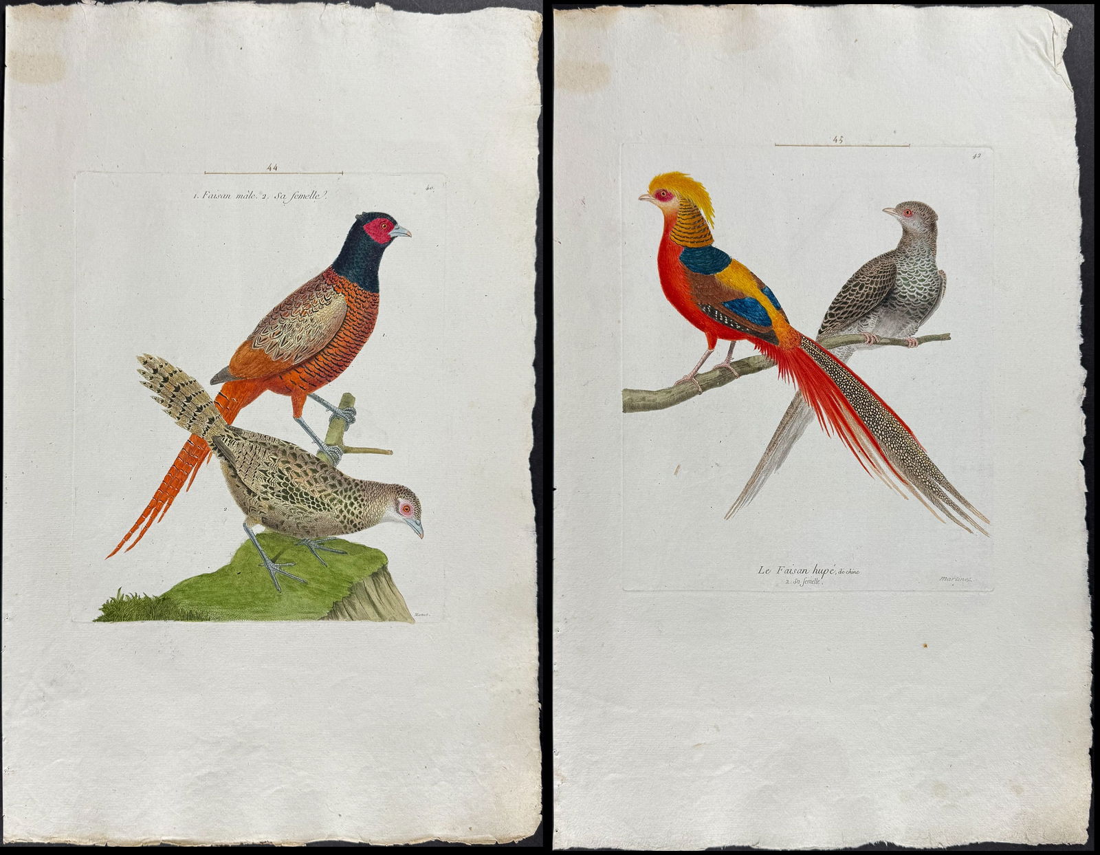 Martinet, Folio - 3 Pheasant Engravings (1 of 4)