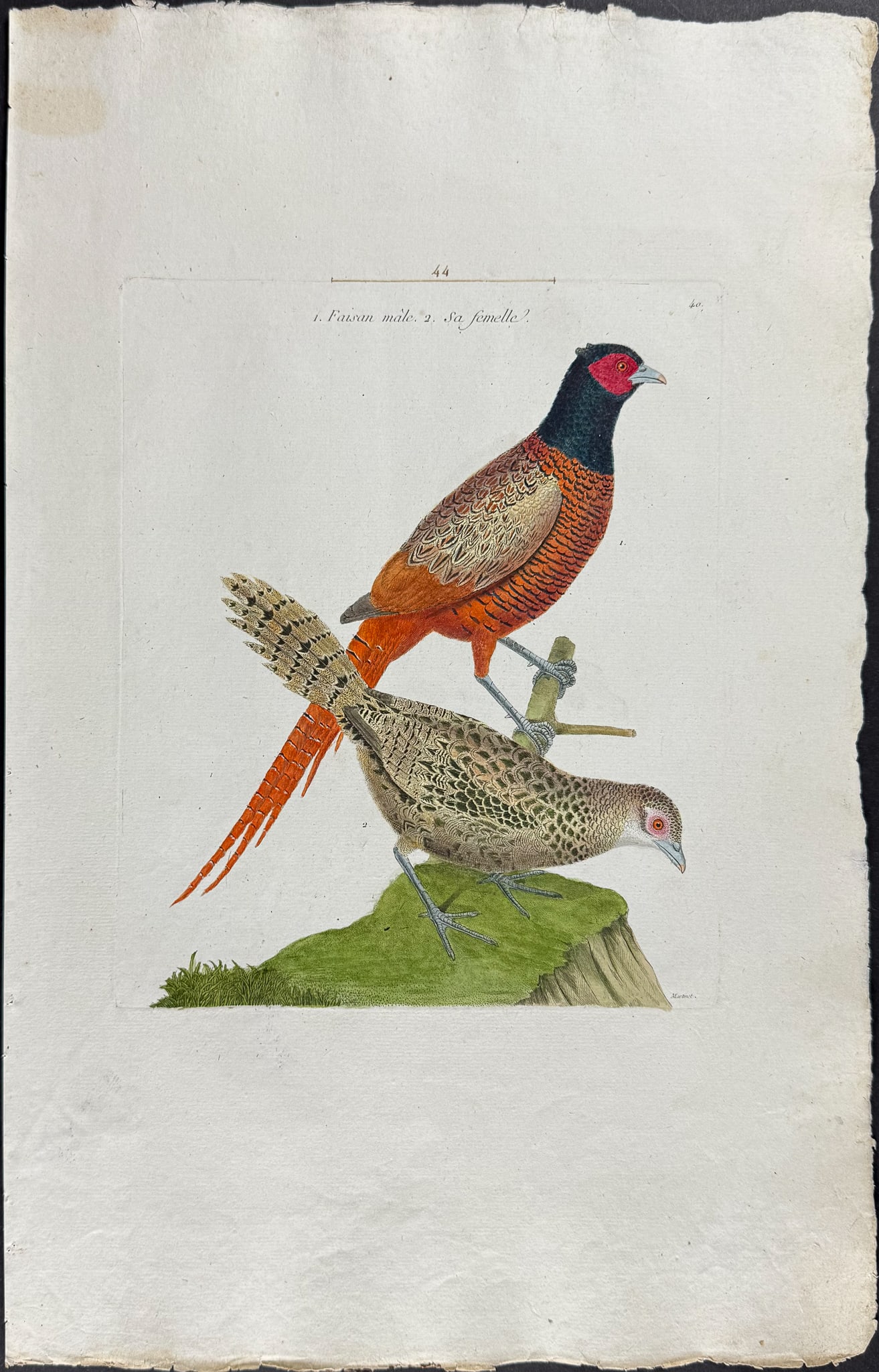 Martinet, Folio - 3 Pheasant Engravings - 2