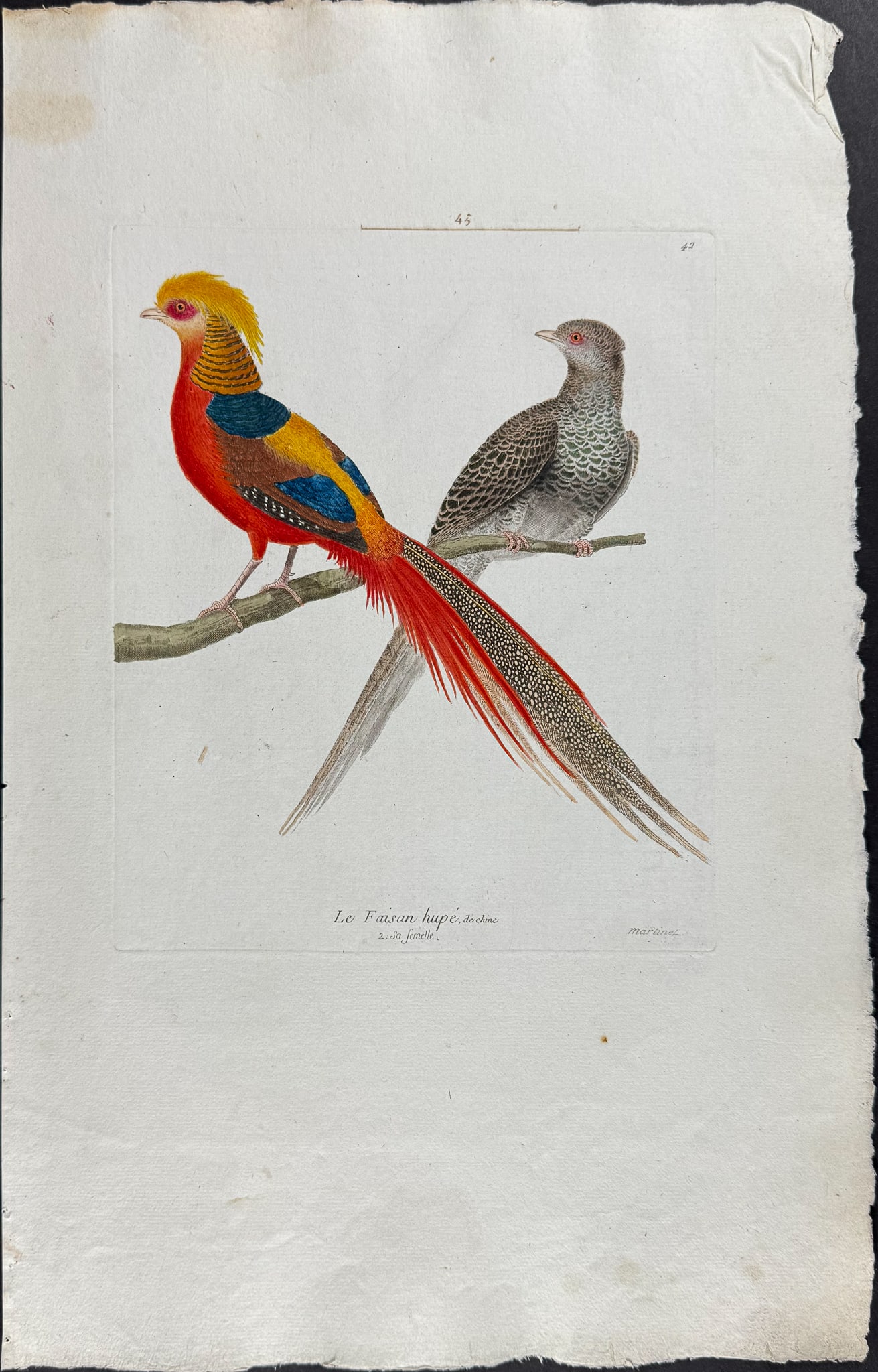 Martinet, Folio - 3 Pheasant Engravings - 3