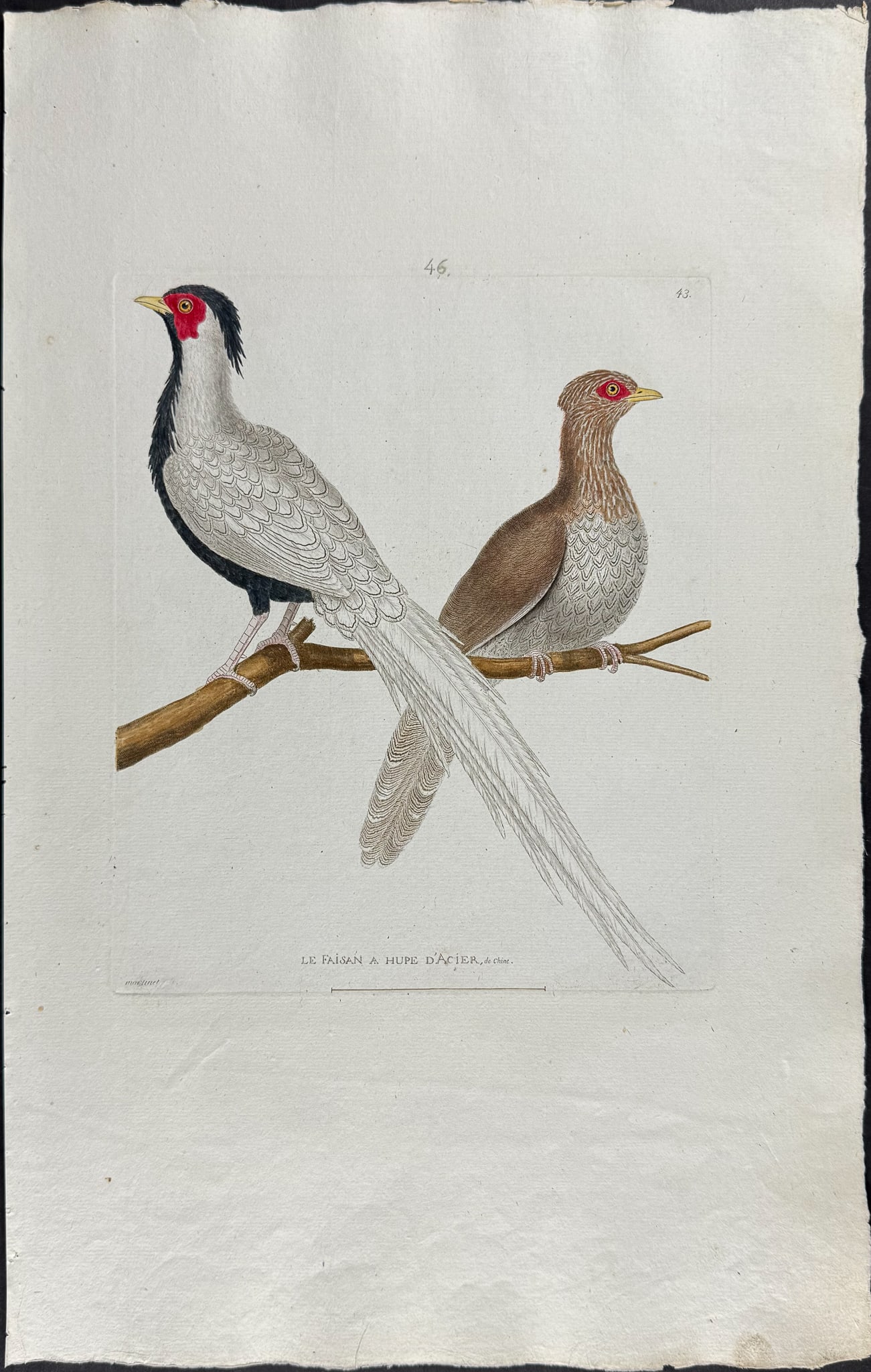 Martinet, Folio - 3 Pheasant Engravings - 4