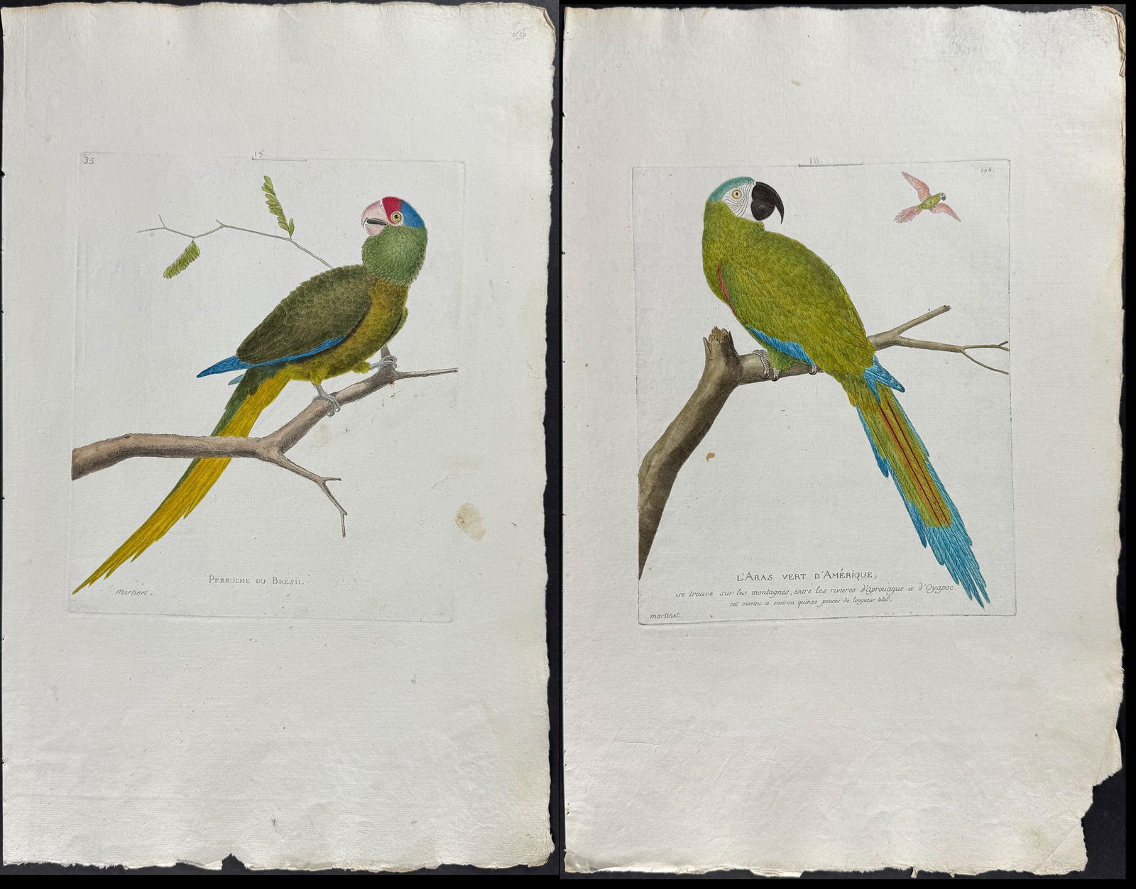 Martinet, Folio - Pair of Bird Engavings: Macaw & Parrot: This originally hand-colored, folio bird engraving is from Francois-Nicolas & Alexandre Martinet's work with the title pages reading Oiseaux par Martinet, ing?nieur peintre graveur et naturaliste,