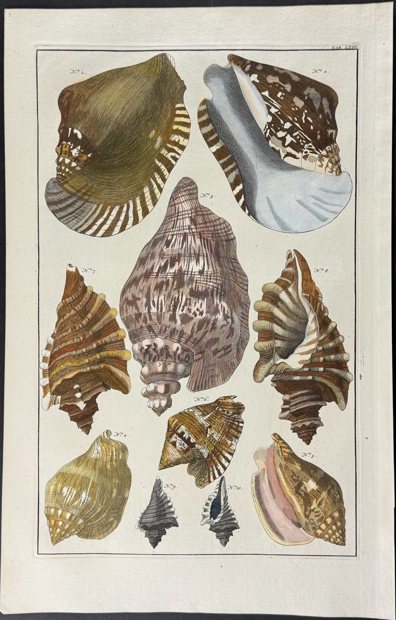 Seba - Shells. 63: This artistically composed, scientific folio engraving is from Albertus Seba?s Locupletissimi rerum naturalium thesauri accurata descriptio, et iconibus artificiosissimis expressio, per universam
