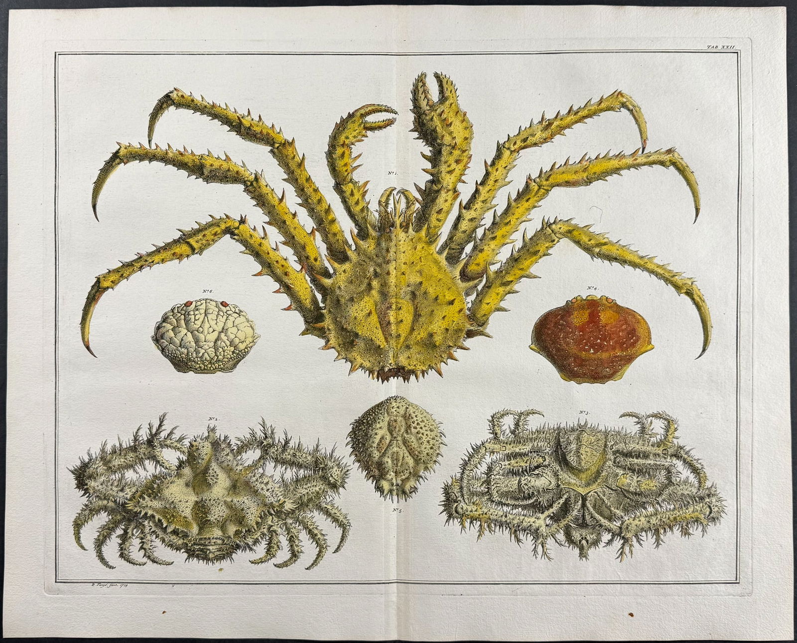 Seba - Crabs. 22: This artistically composed, scientific folio engraving is from Albertus Seba?s Locupletissimi rerum naturalium thesauri accurata descriptio, et iconibus artificiosissimis expressio, per universam