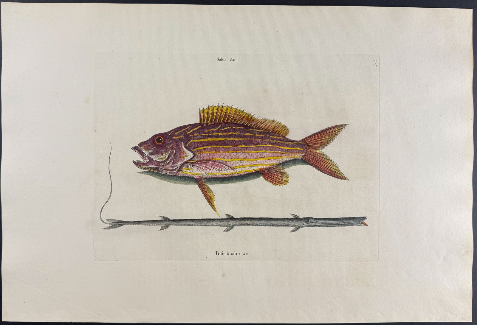 Catesby, Folio - Lane Snapper & Tobacco-Pipe Fish. 2-17Lane Snapper & Tobacco-Pipe Fish. 2-17: We are pleased to offer this folio engraving from Mark Catesby?s The Natural History of Carolina, Florida and the Bahama Islands: Containing the Figures of Birds, Beasts, Fishes, Serpents, Insects,