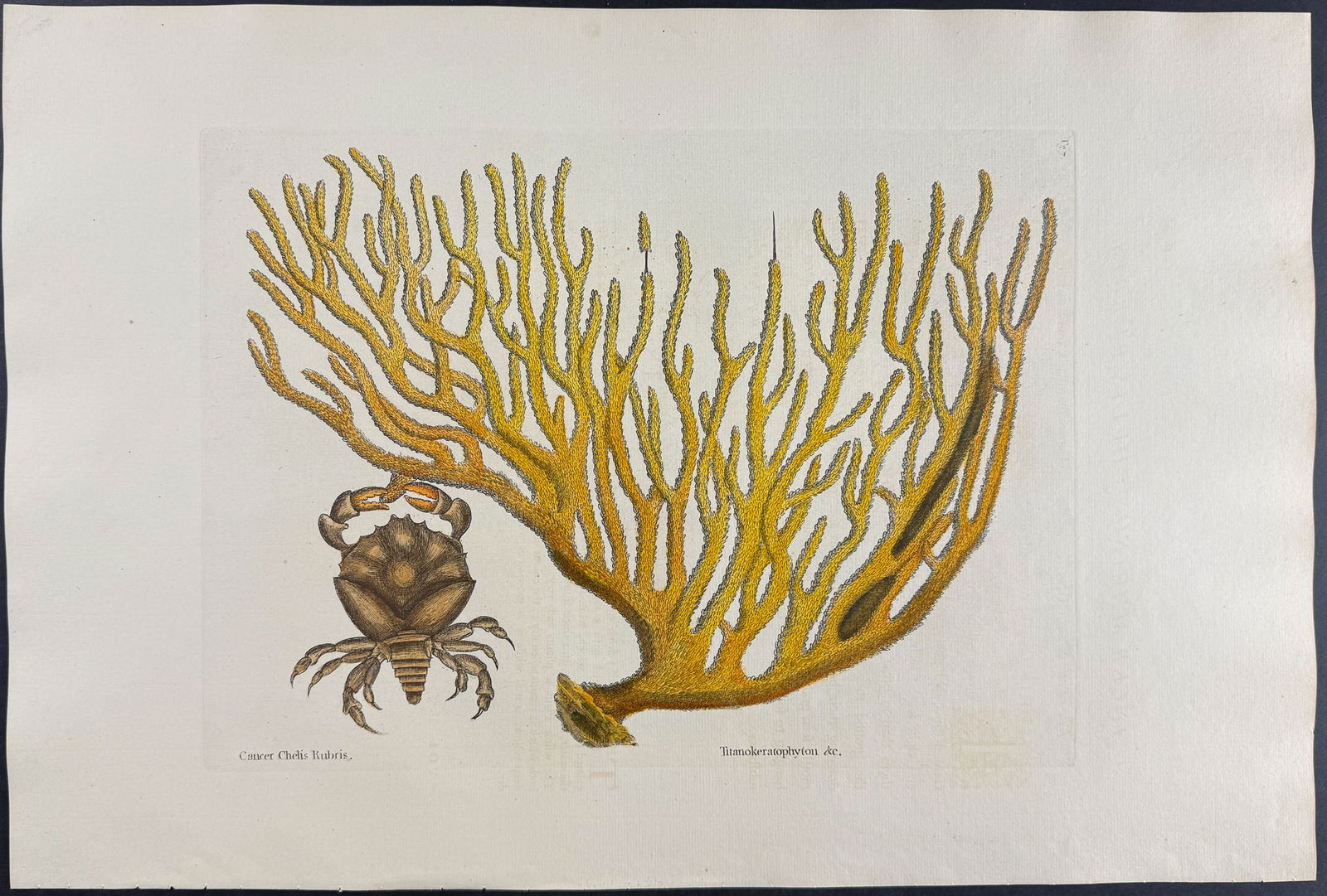 Catesby, Folio - Red Claw Crab with Gorgonian. 2-37: We are pleased to offer this folio engraving from Mark Catesby?s The Natural History of Carolina, Florida and the Bahama Islands: Containing the Figures of Birds, Beasts, Fishes, Serpents, Insects,
