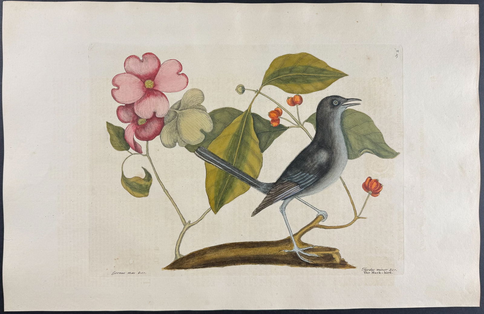 Catesby, Folio - Mockbird (Mockingbird) with Dogwood Tree. 1-27: We are pleased to offer this folio engraving from Mark Catesby?s The Natural History of Carolina, Florida and the Bahama Islands: Containing the Figures of Birds, Beasts, Fishes, Serpents, Insects,