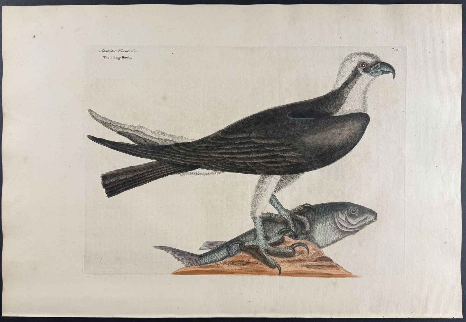 Catesby, Folio - Fishing Hawk. 1-2: We are pleased to offer this folio engraving from Mark Catesby?s The Natural History of Carolina, Florida and the Bahama Islands: Containing the Figures of Birds, Beasts, Fishes, Serpents, Insects,