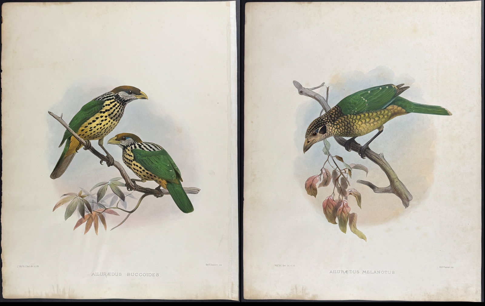 Elliot - Pair of Cat Bird Lithographs: Included in this lot: Black-cheek Cat Bird Least Cat Bird Description of the work: This stunning folio lithograph is from Daniel Giraud Elliot's A Monograph of the Paradiseidae, or Birds of