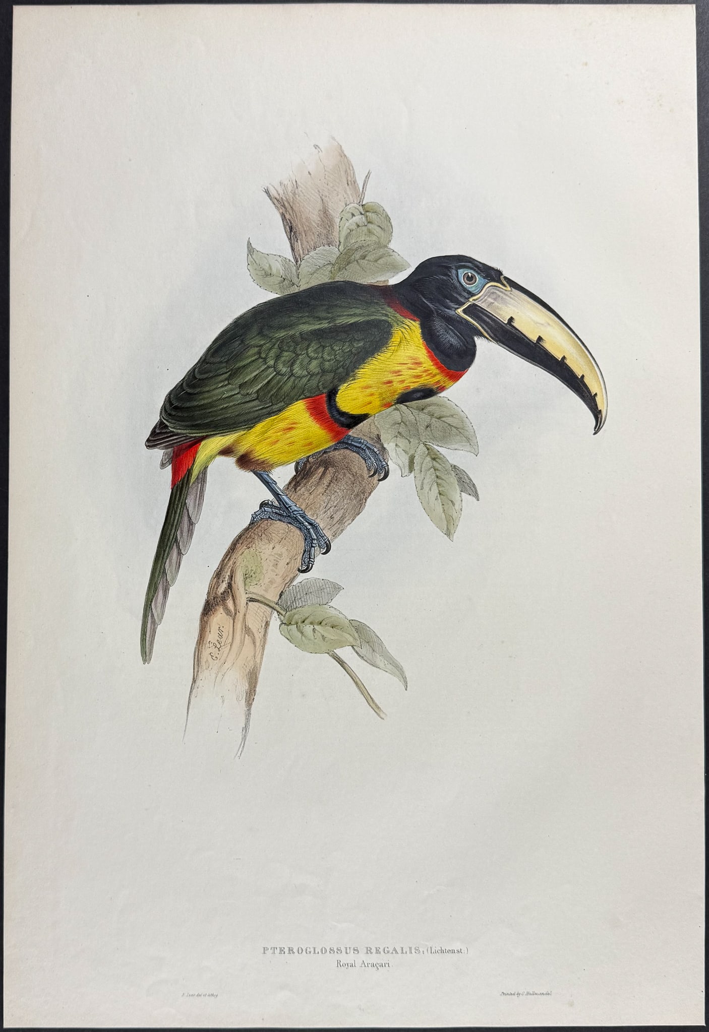 Gould & Lear - Royal Aracari: This exquisite lithograph is from the first edition of John Gould's A Monograph of the Ramphastidae, or Family of Toucans. The work was published in London between 1833 and 1835. Many consider this