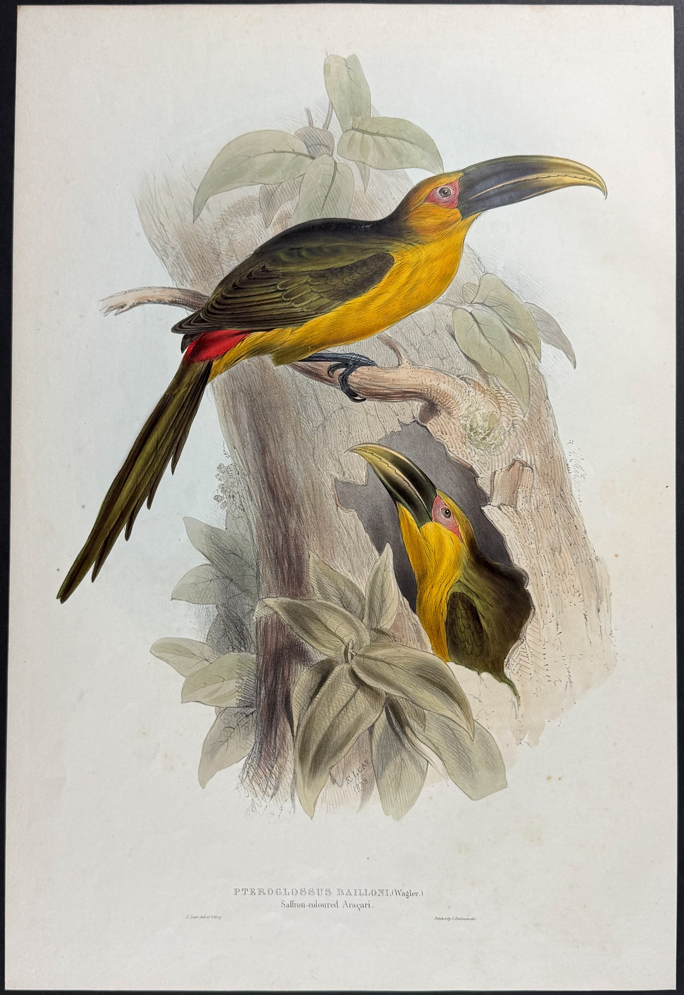 Gould & Lear - Saffron-coloured Hill Toucan: This exquisite lithograph is from the first edition of John Gould's A Monograph of the Ramphastidae, or Family of Toucans. The work was published in London between 1833 and 1835. Many consider this