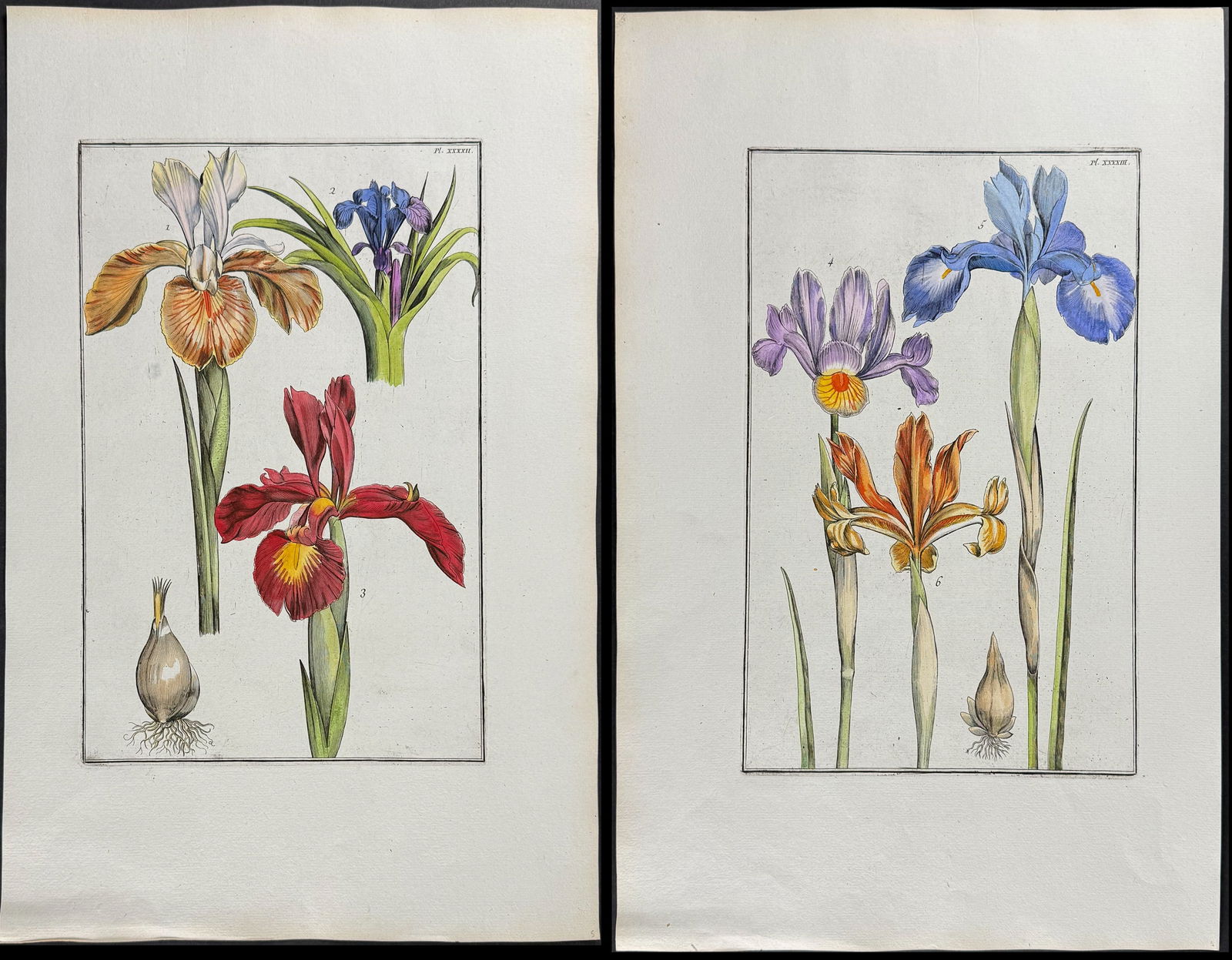 Rabel - Pair of Iris Engravings: This exquisite botanical engraving is from Daniel Rabel's Theatrum Florae. It's considered the unacknowledged fourth edition of the work that was bound with Maria Sibylla Merian's work entitled
