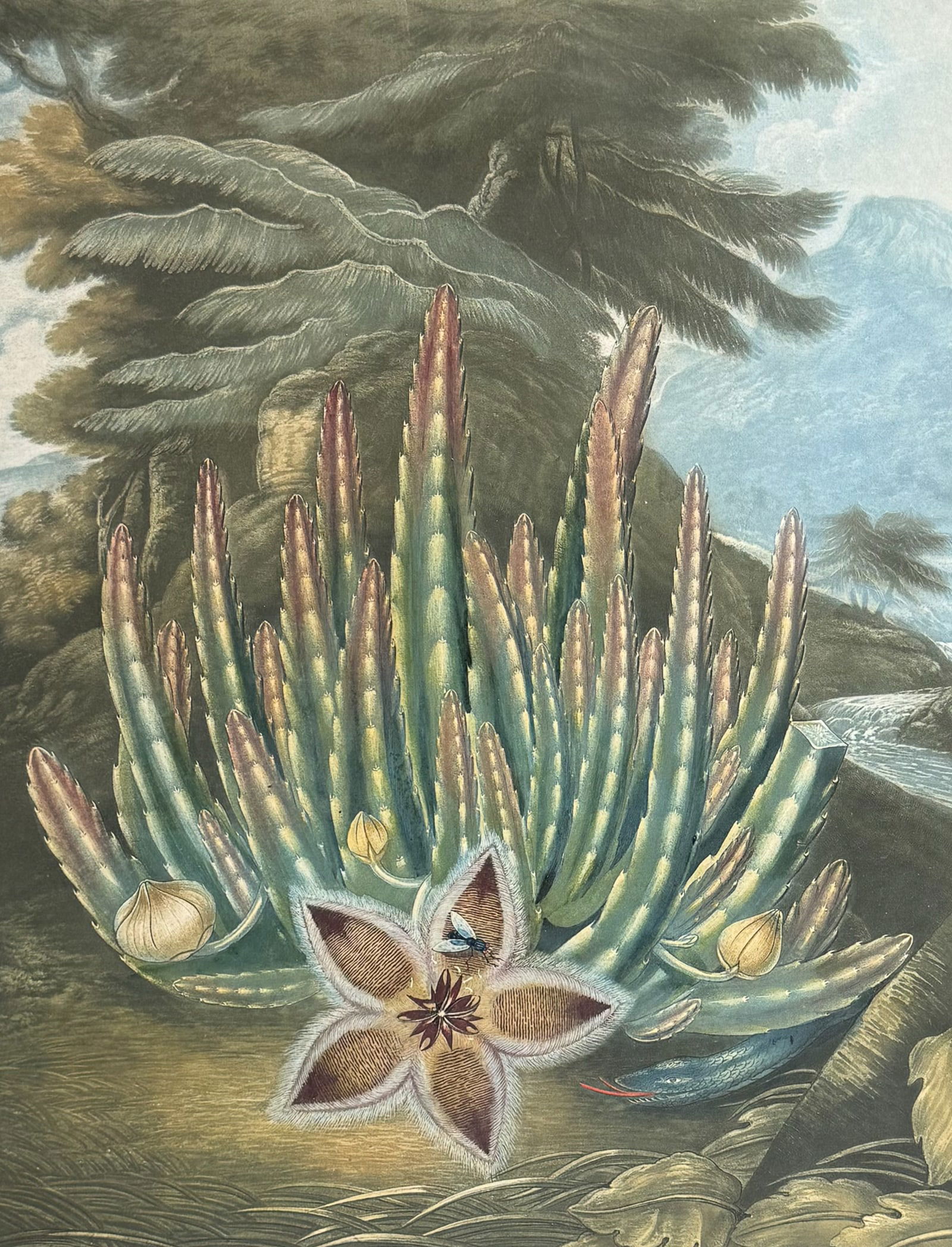 Thornton, Folio - The Maggot-bearing Stapelia or Carrion Flower: This dramatic large folio botanical engraving is from Dr. Robert John Thornton?s work New Illustration of the Sexual System of Carolus Von Linnaeus...and the Temple of Flora, or Garden of Nature. 
