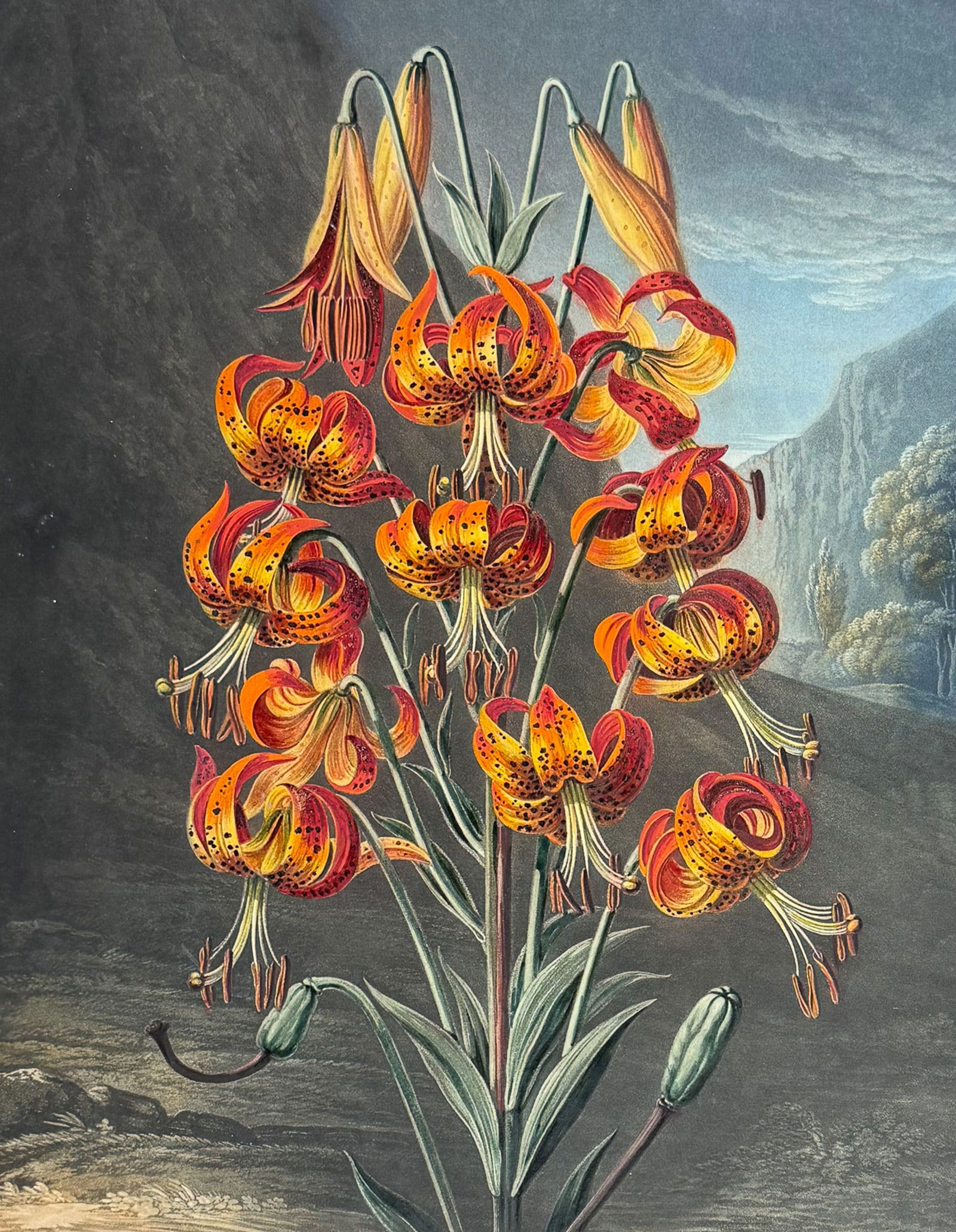 Thornton, Folio - The Superb Lily: This dramatic large folio botanical engraving is from Dr. Robert John Thornton?s work New Illustration of the Sexual System of Carolus Von Linnaeus...and the Temple of Flora, or Garden of Nature. 