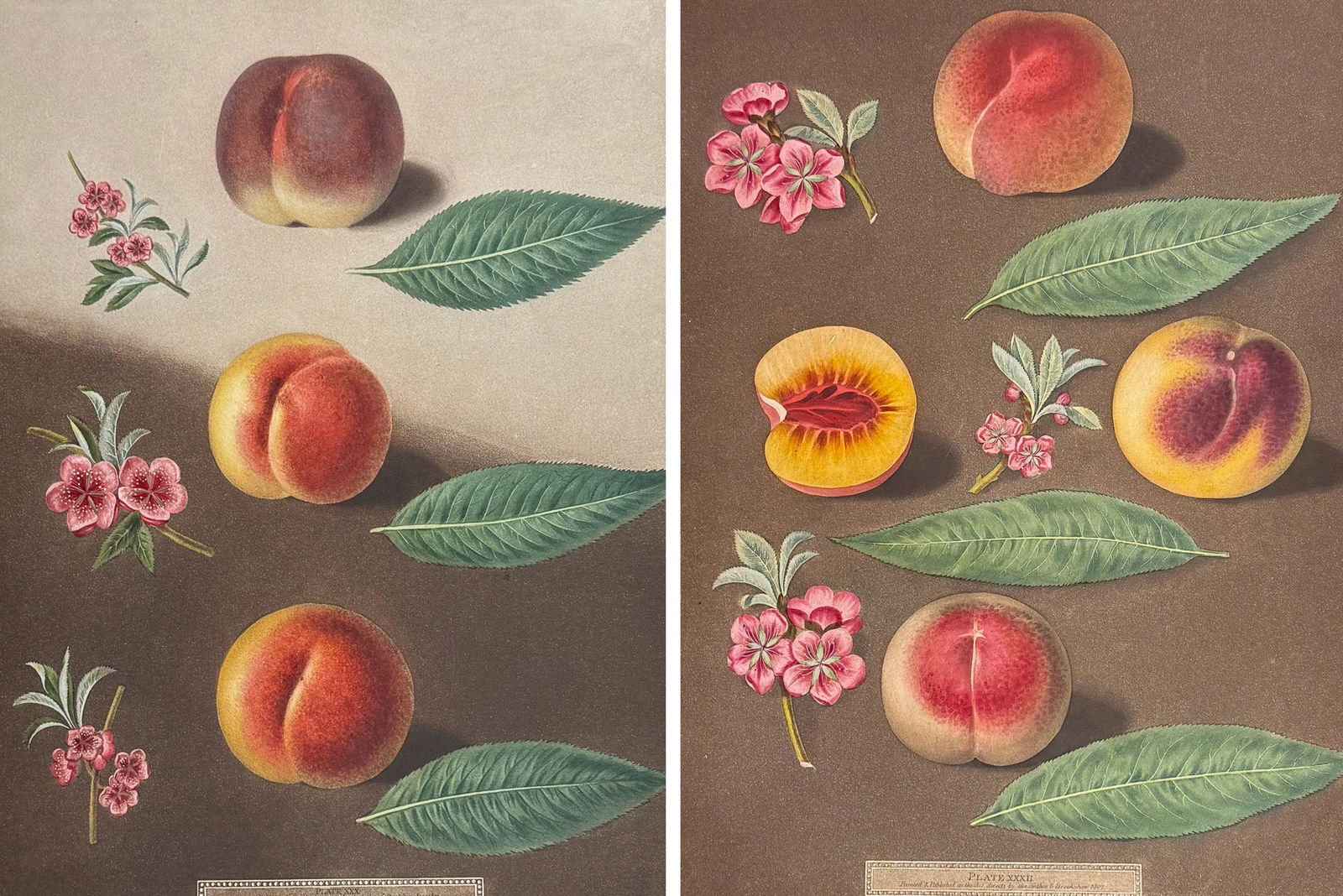 Brookshaw, Folio - Pair of Peach Engravings: This remarkable, large folio fruit engraving is from George Brookshaw's Pomona Britannica, or a Collection of the Most Esteemed Fruits at present cultivated in the country; together with the Blossoms