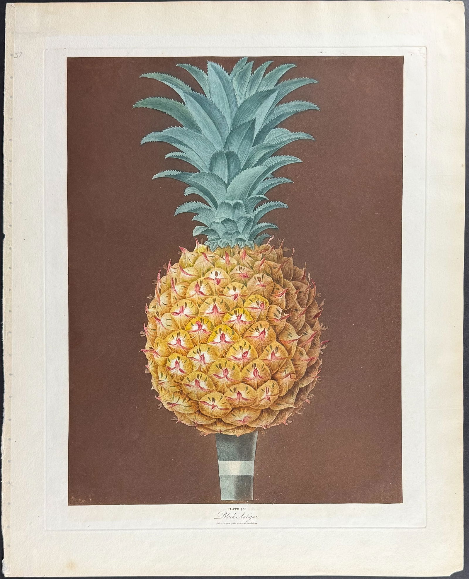 Brookshaw, Folio - Pineapple. 55 - 2