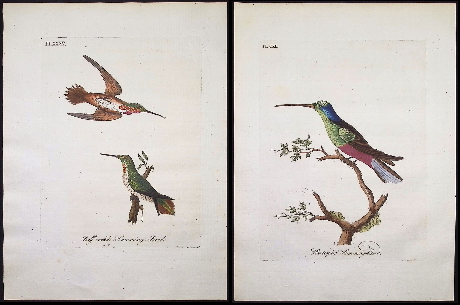 Latham - Pair of Bird Engravings: Hummingbirds (1 of 3)