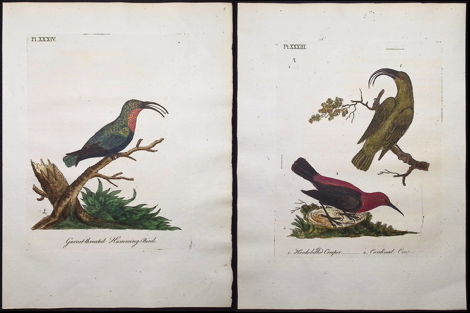 Latham - Pair of Bird Engravings: Hummingbird & Creeper: Included in this lot: Garnet-throated Hummingbird. 34 Hook-billed Creeper & Cardinal Creeper. 33 Description of the work: This fine bird engraving is from John Latham?s inaugural work, the first editi