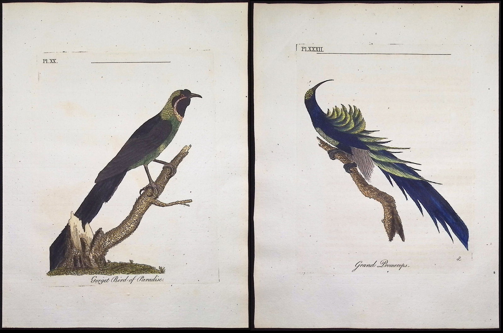 Latham - Pair of Bird Engravings: Pomerops & Bird of Paradise: Included in this lot: Grand Pomerops. 32 Gorget Bird of Paradise. 20 Description of the work: This fine bird engraving is from John Latham?s inaugural work, the first edition of A General Synopsis of