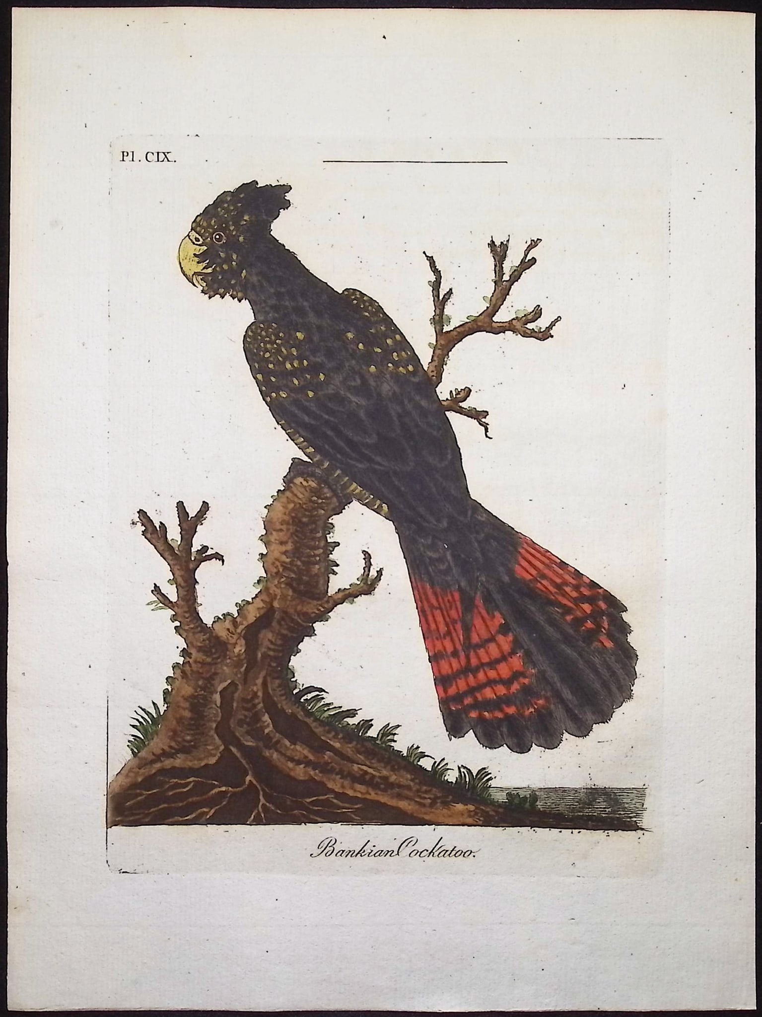 Latham - Banksian Cockatoo. 109: This fine bird engraving is from John Latham?s inaugural work, the first edition of A General Synopsis of Birds. The work was published in London for B. White, Leigh, and Sotheby between 1781 and 1787