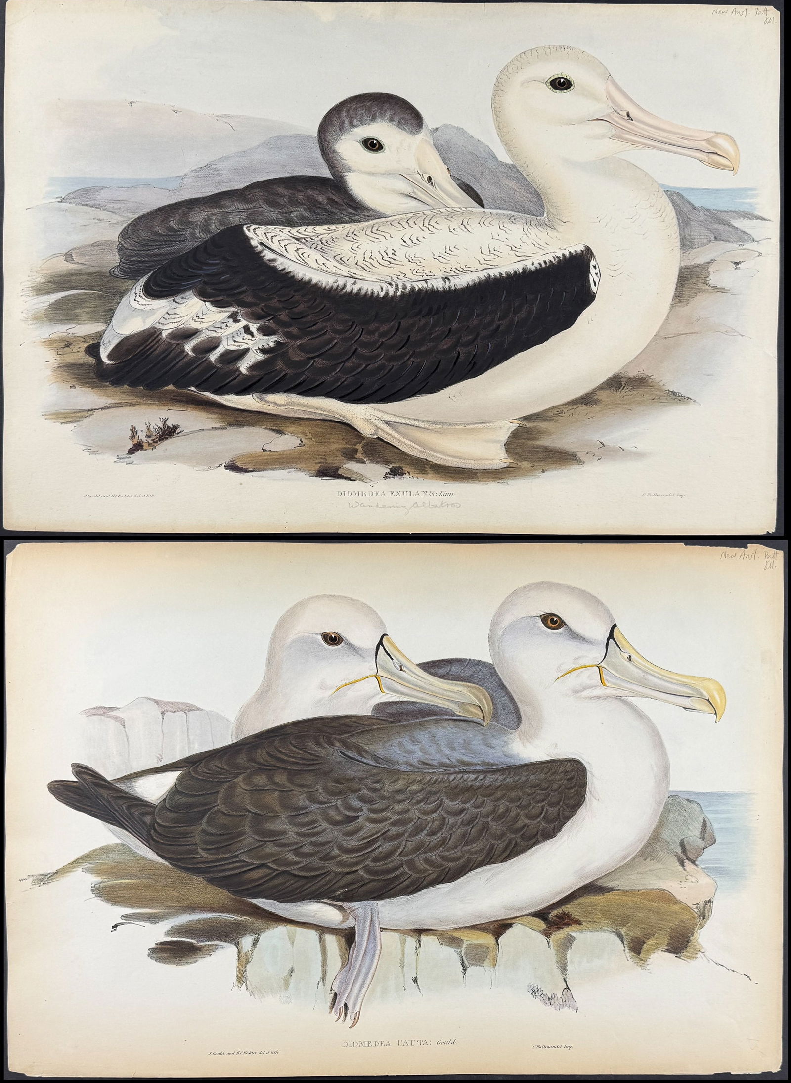 Gould, Australia - Pair of Albatross Lithographs: Included in this lot: Wandering Albatross [Diomedea Exulans] Shy Albatross [Diomedea Cauta] Description of the work: This hand-colored folio lithograph is from the esteemed John Gould?s Birds of Austr