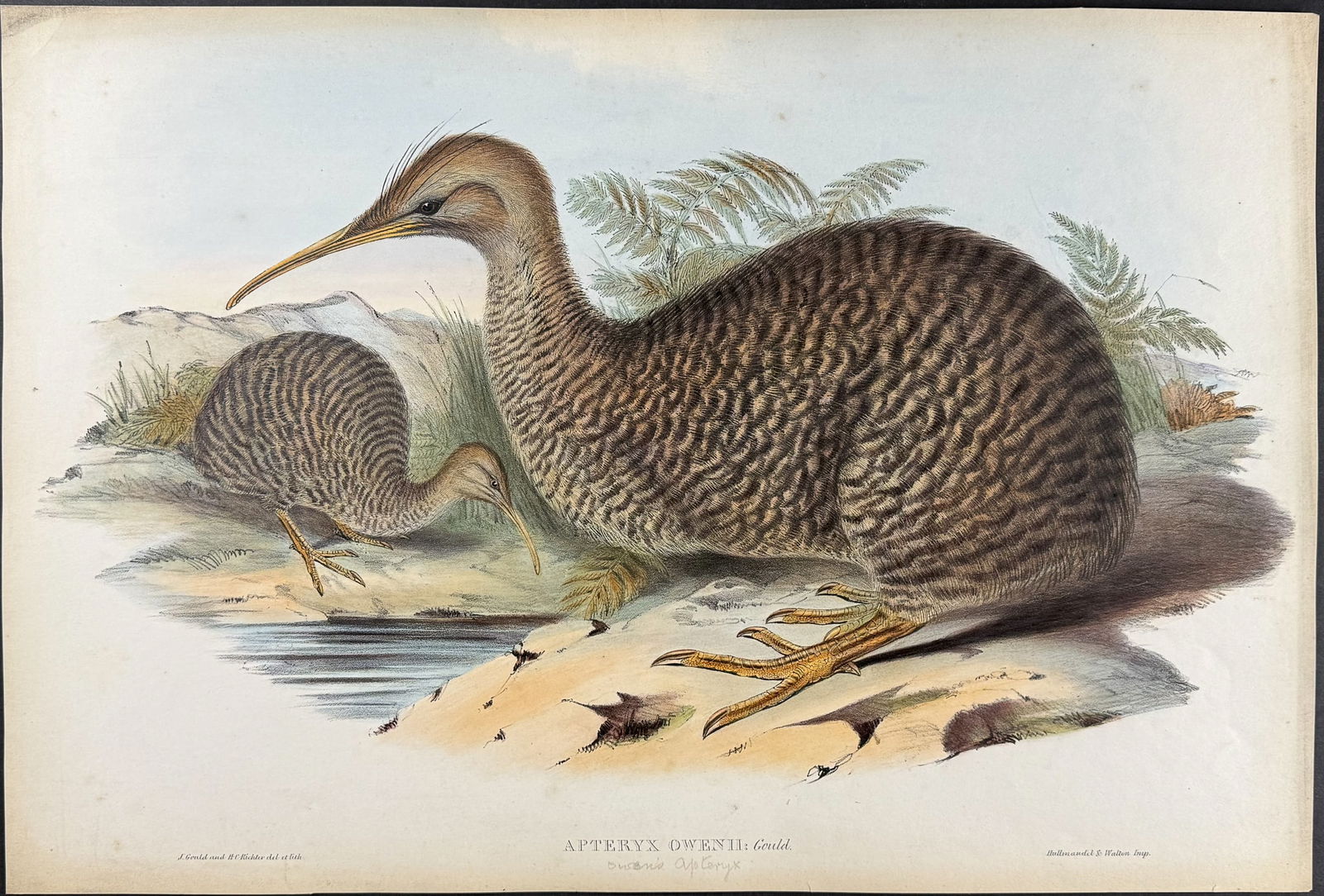 Gould, Australia - Little Spotted Kiwi [Apteryx Owenii]: This hand-colored folio lithograph is from the esteemed John Gould?s Birds of Australia. The work was published in London by Richard and John E. Taylor for the author between 1840 and 1869. Over 300 n