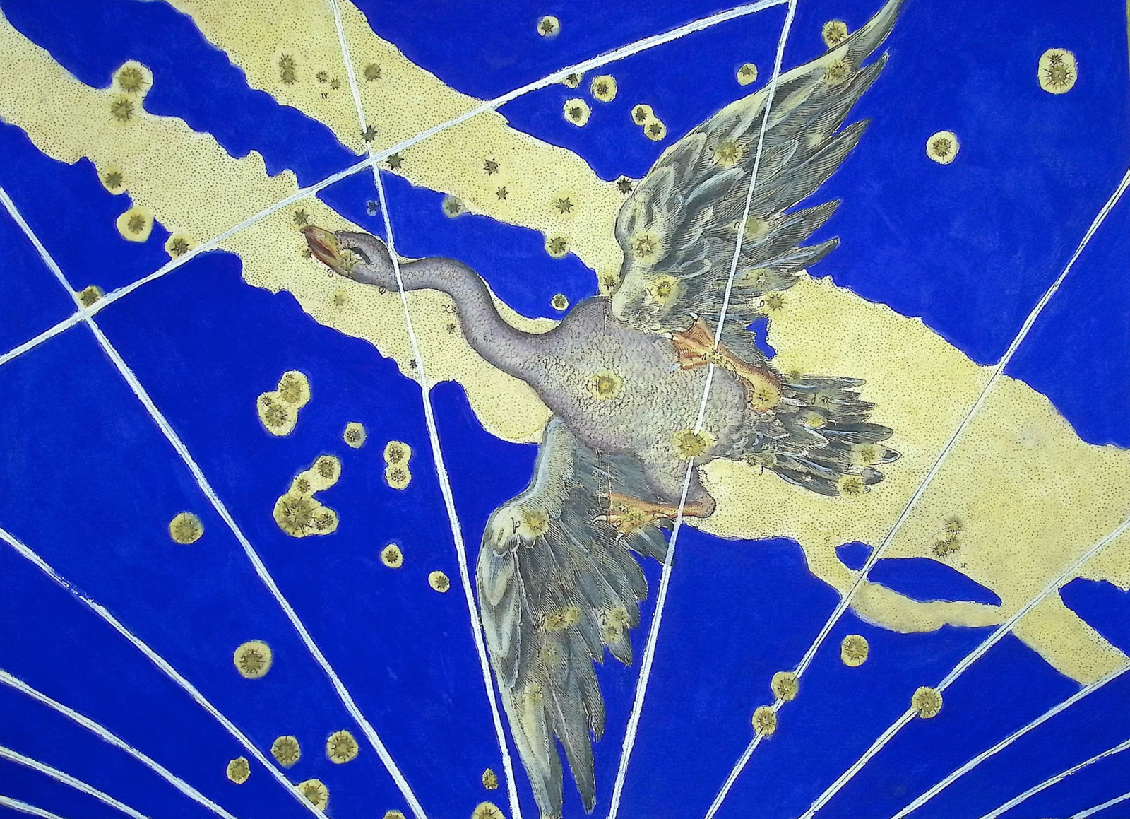 Bayer - Constellation or Star Chart of Cygnus, the Goose: Perhaps the most influential book in celestial maps, Johann Bayer's Uranometria set long-lasting standards in the world of astronomy. Most importantly, this was not just a book of pictures of the skie